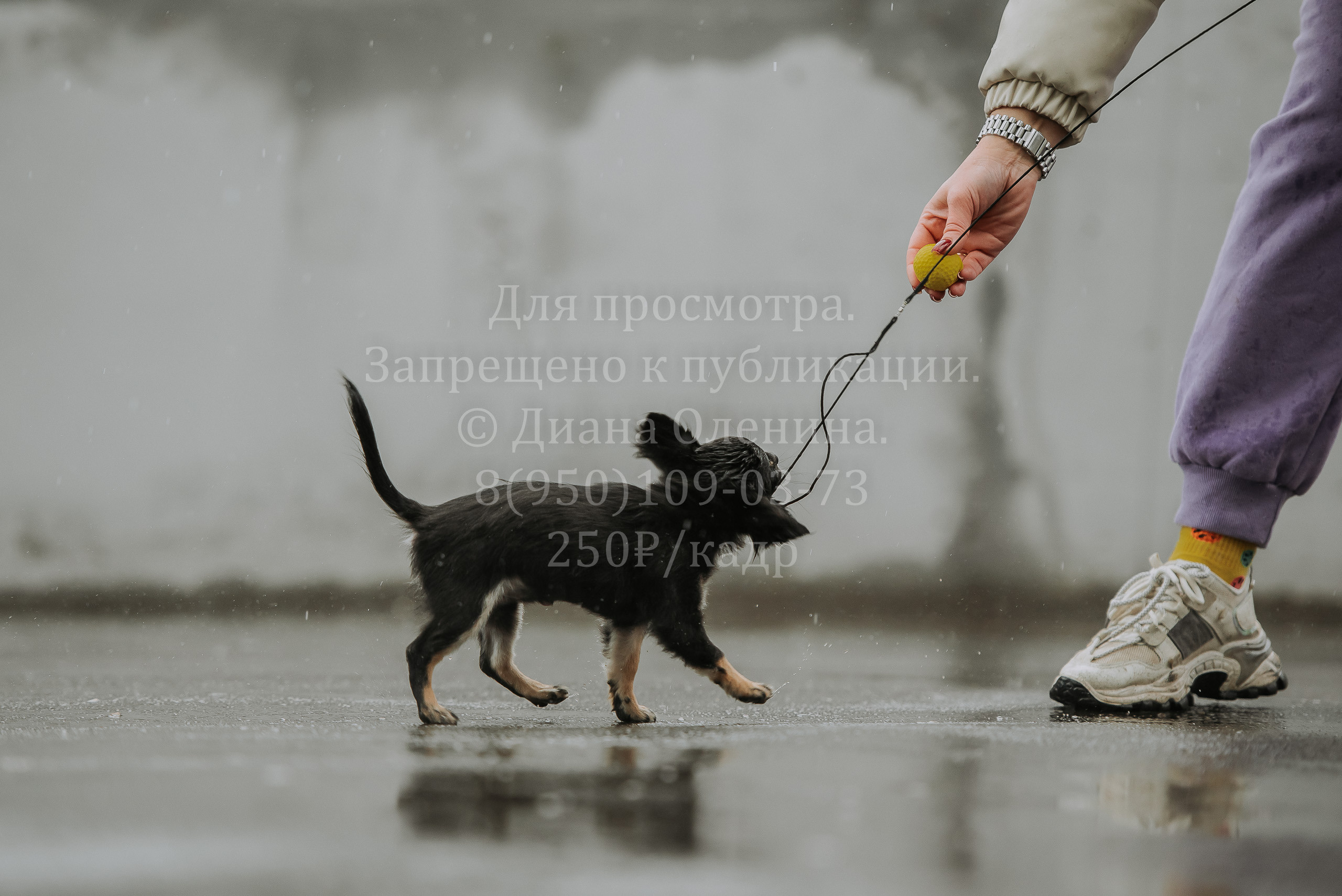 Выставка собак Братск 3 сентября 2022 Фаворит. Фотограф Диана Оленина Красноярск / Братск