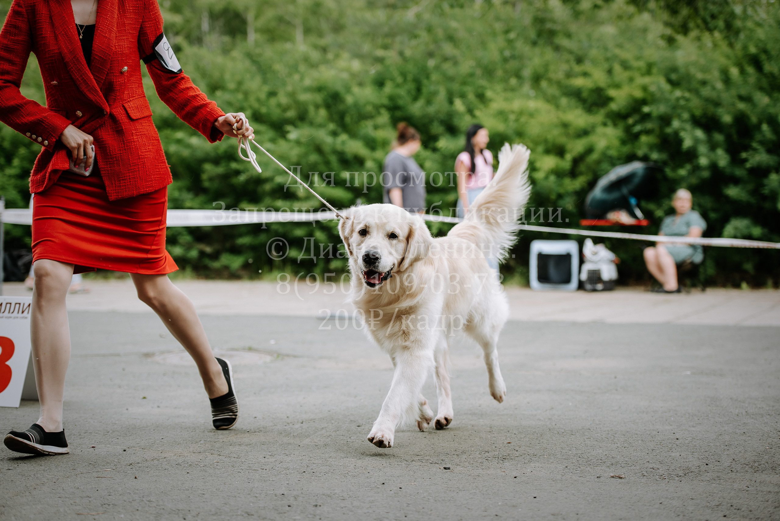 25 июня 2022 г. Братск БГОО КЛС Континенталь. Выставка собак. Фотограф Диана Оленина Красноярск / Братск