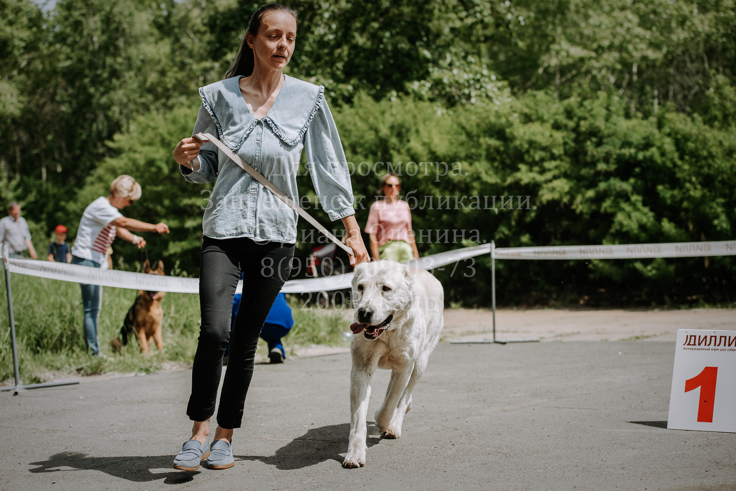 25 июня 2022 г. Братск БГОО КЛС Континенталь. Выставка собак. Фотограф Диана Оленина Красноярск / Братск