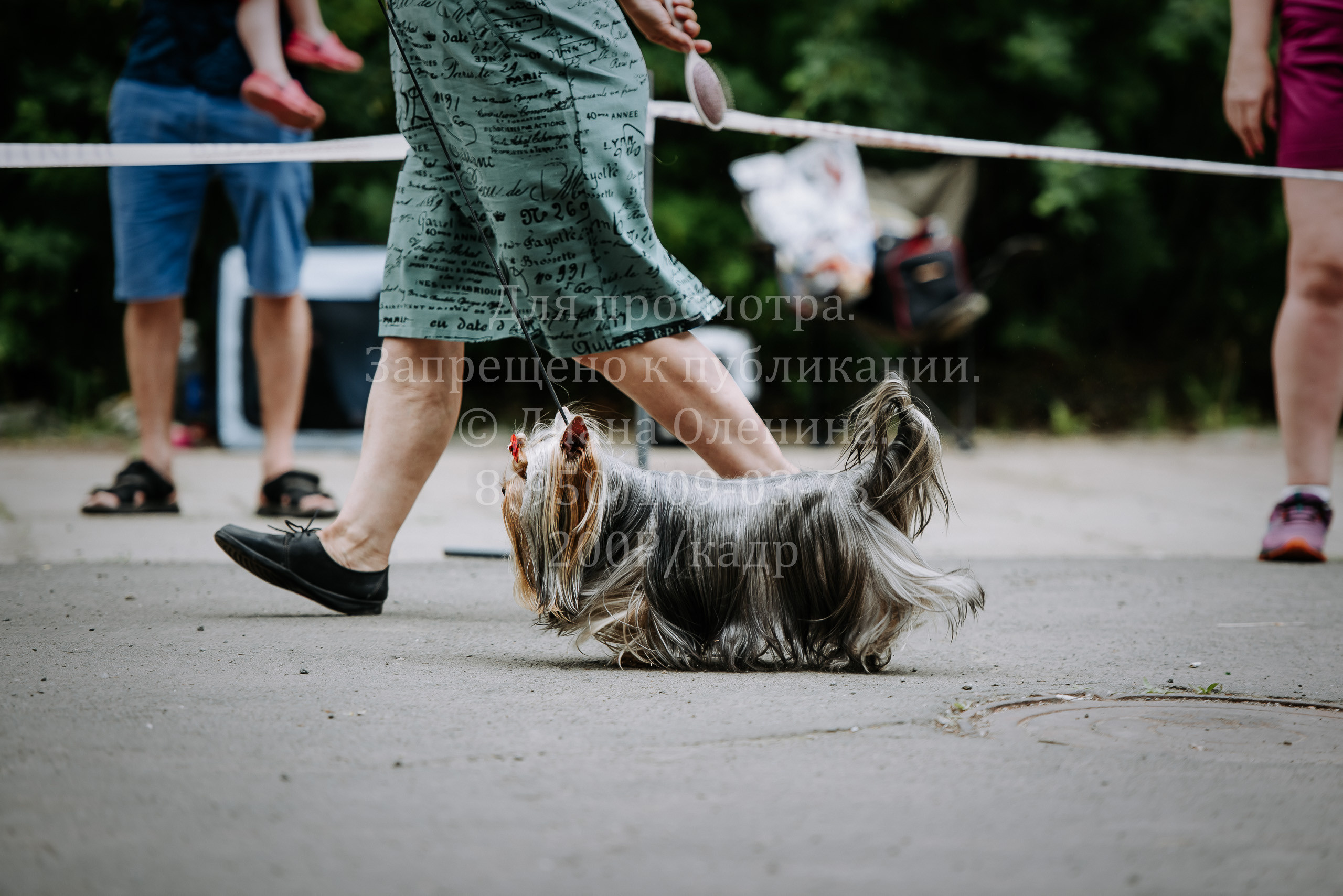25 июня 2022 г. Братск БГОО КЛС Континенталь. Выставка собак. Фотограф Диана Оленина Красноярск / Братск