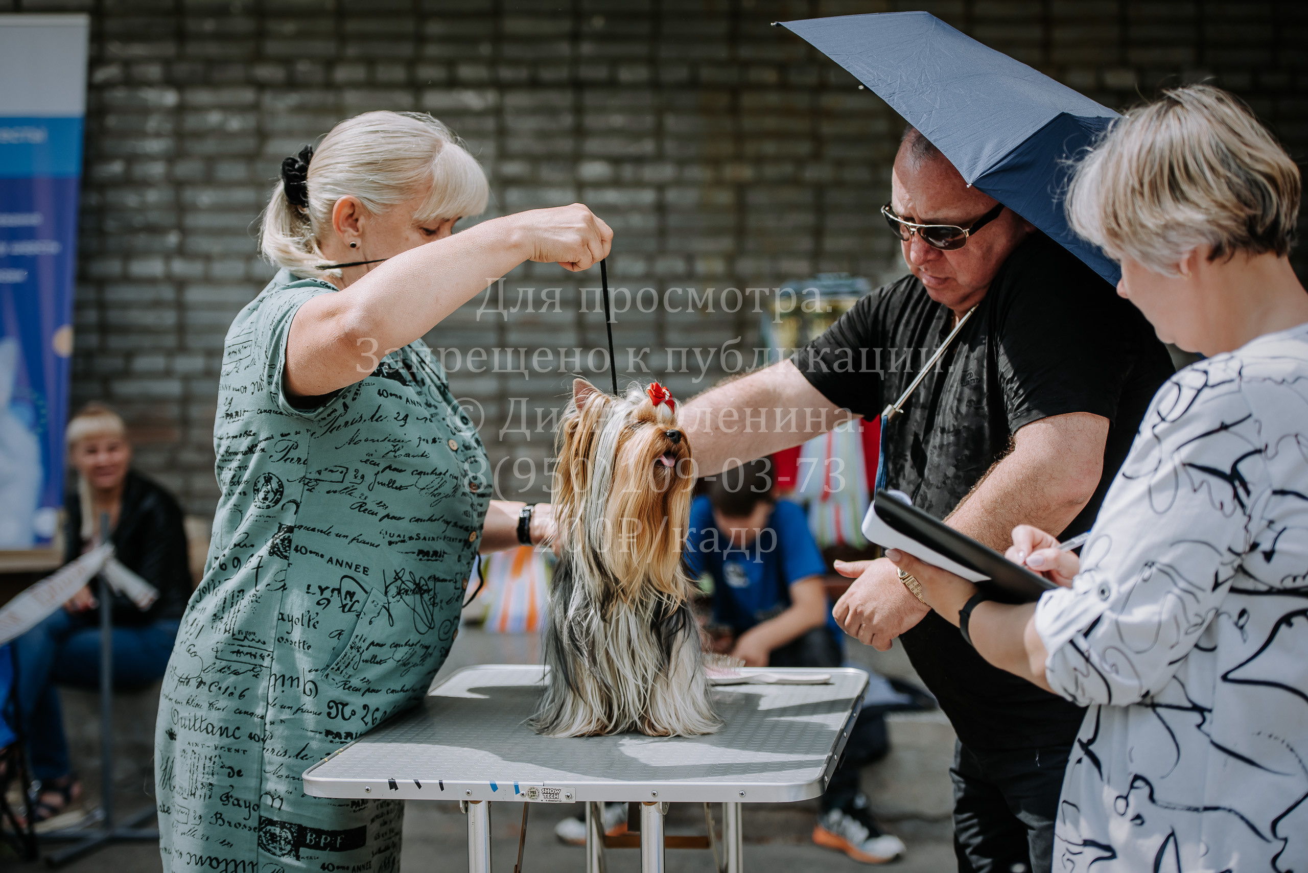 25 июня 2022 г. Братск БГОО КЛС Континенталь. Выставка собак. Фотограф Диана Оленина Красноярск / Братск