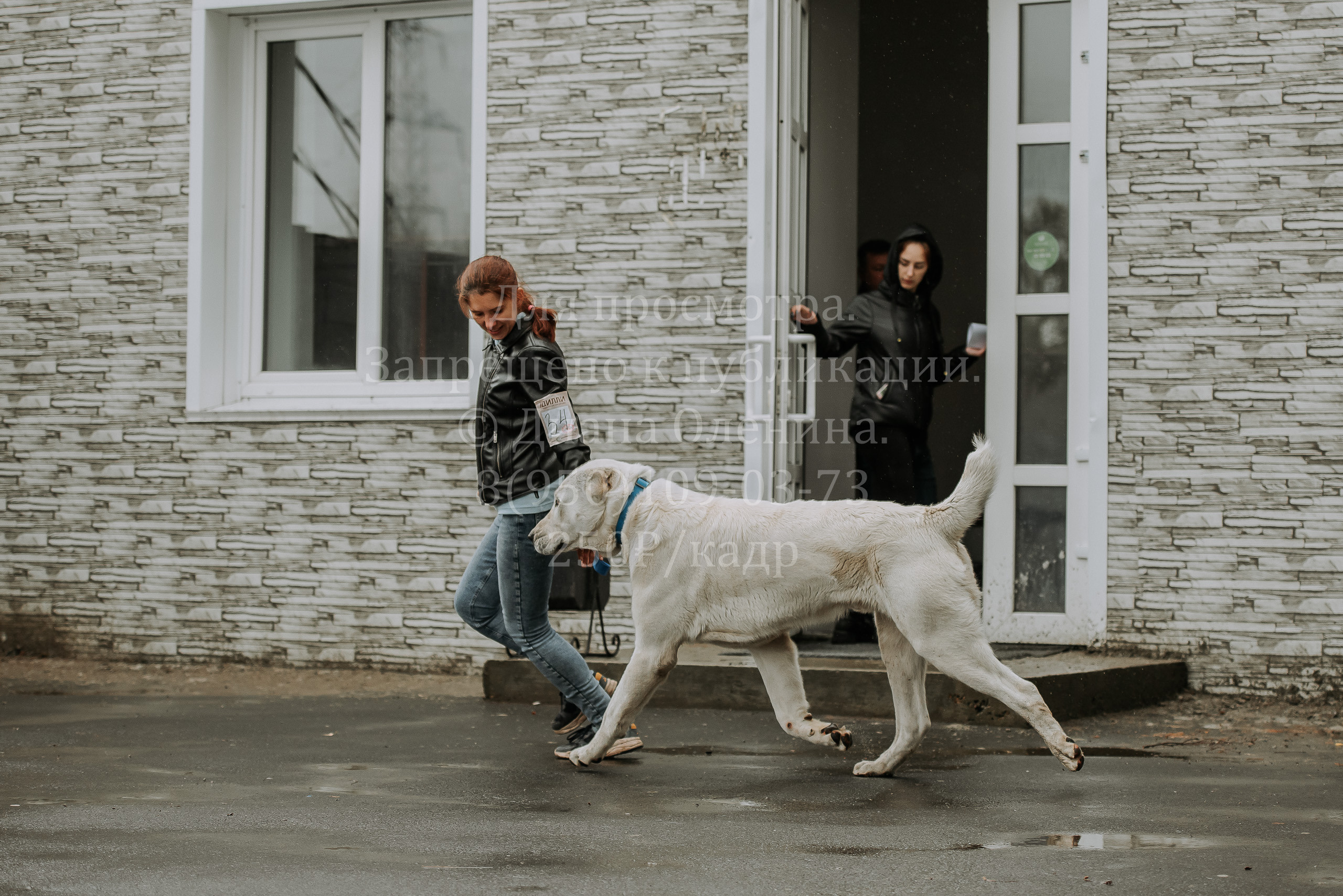 Выставка собак Братск 3 сентября 2022 Фаворит. Фотограф Диана Оленина Красноярск / Братск