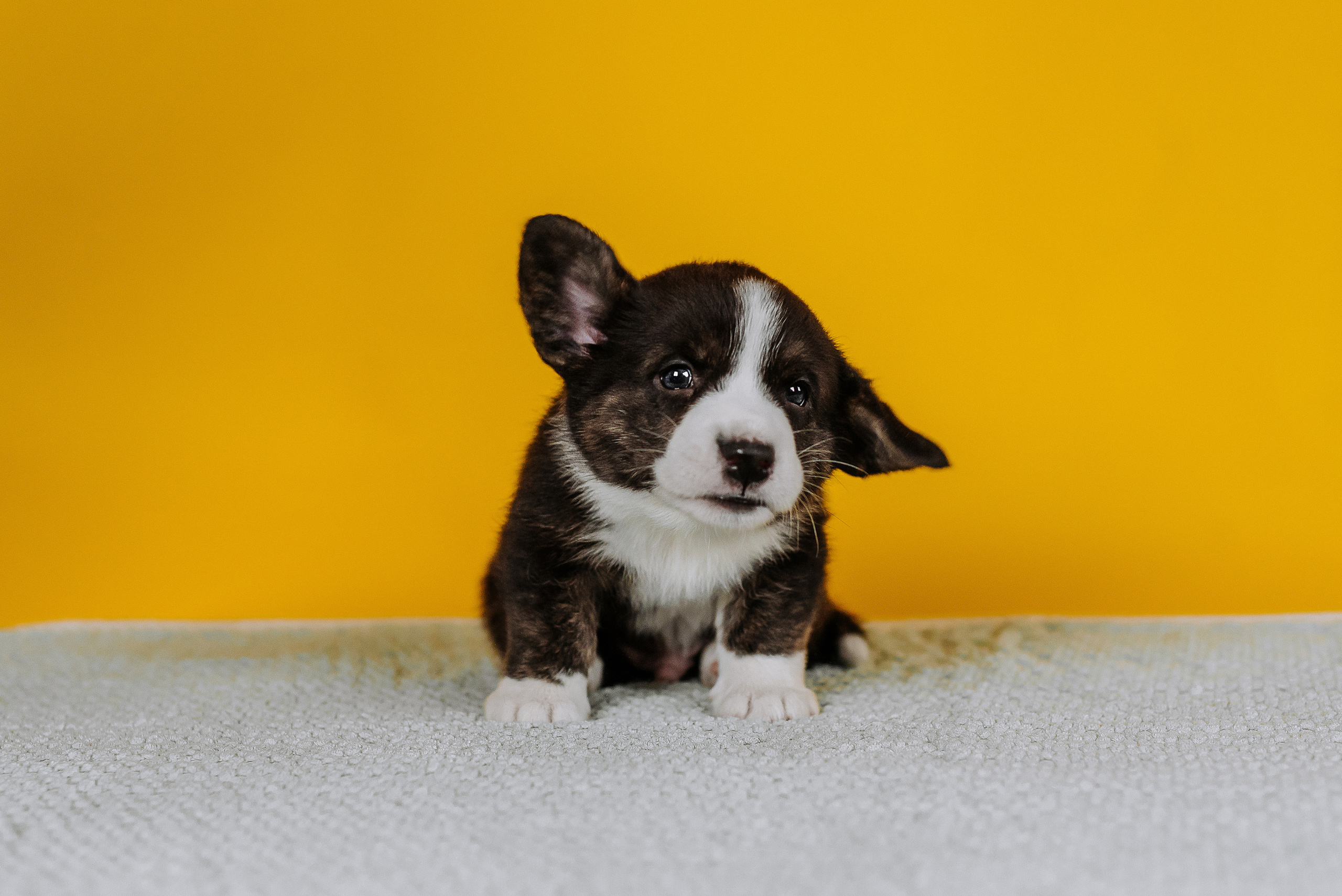 Вельш корги кардиганы. Фотограф Диана Оленина Красноярск / Братск