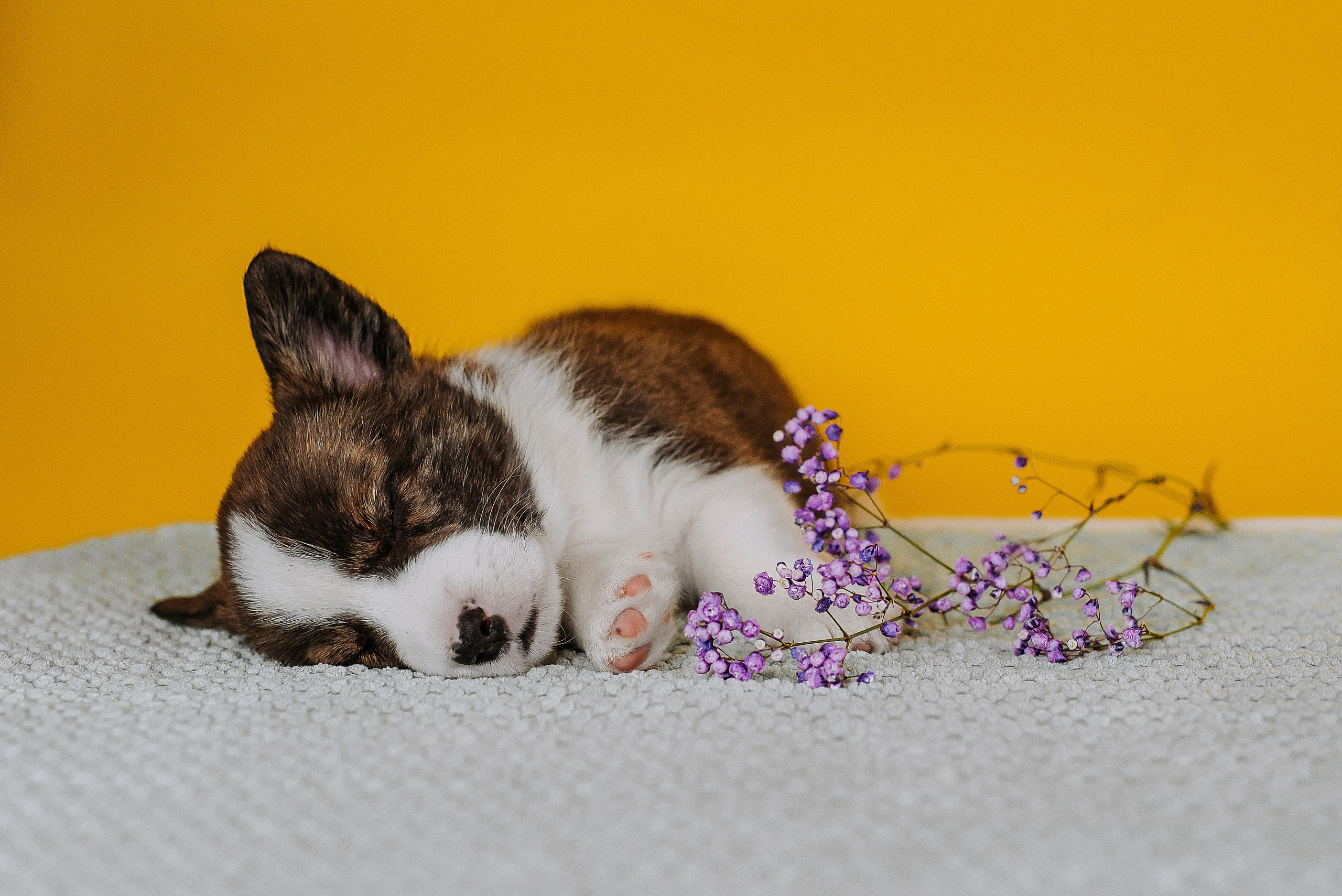 Вельш корги кардиганы. Фотограф Диана Оленина Красноярск / Братск