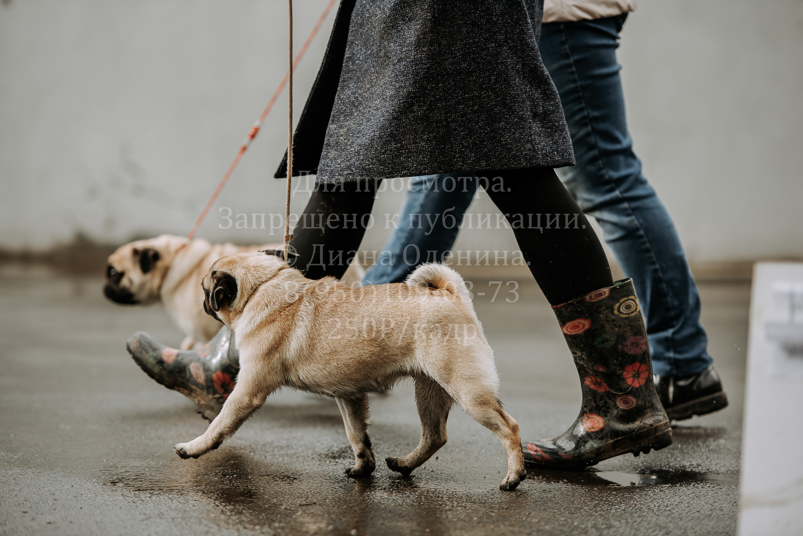 Выставка собак Братск 3 сентября 2022 Фаворит. Фотограф Диана Оленина Красноярск / Братск