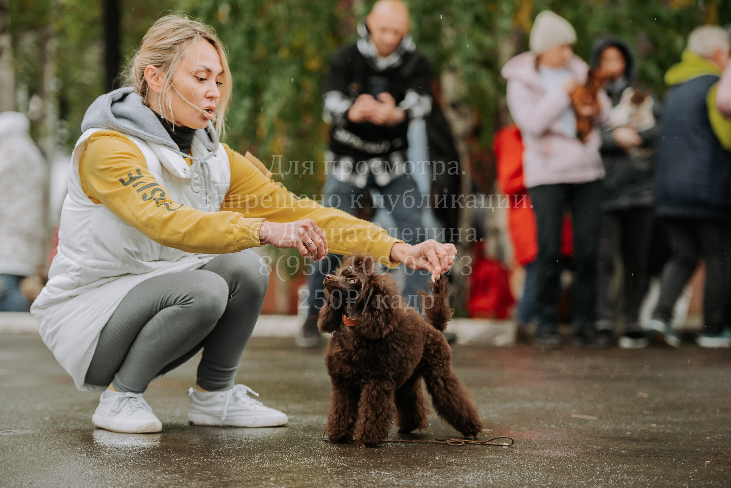 Выставка собак Братск 3 сентября 2022 Фаворит. Фотограф Диана Оленина Красноярск / Братск