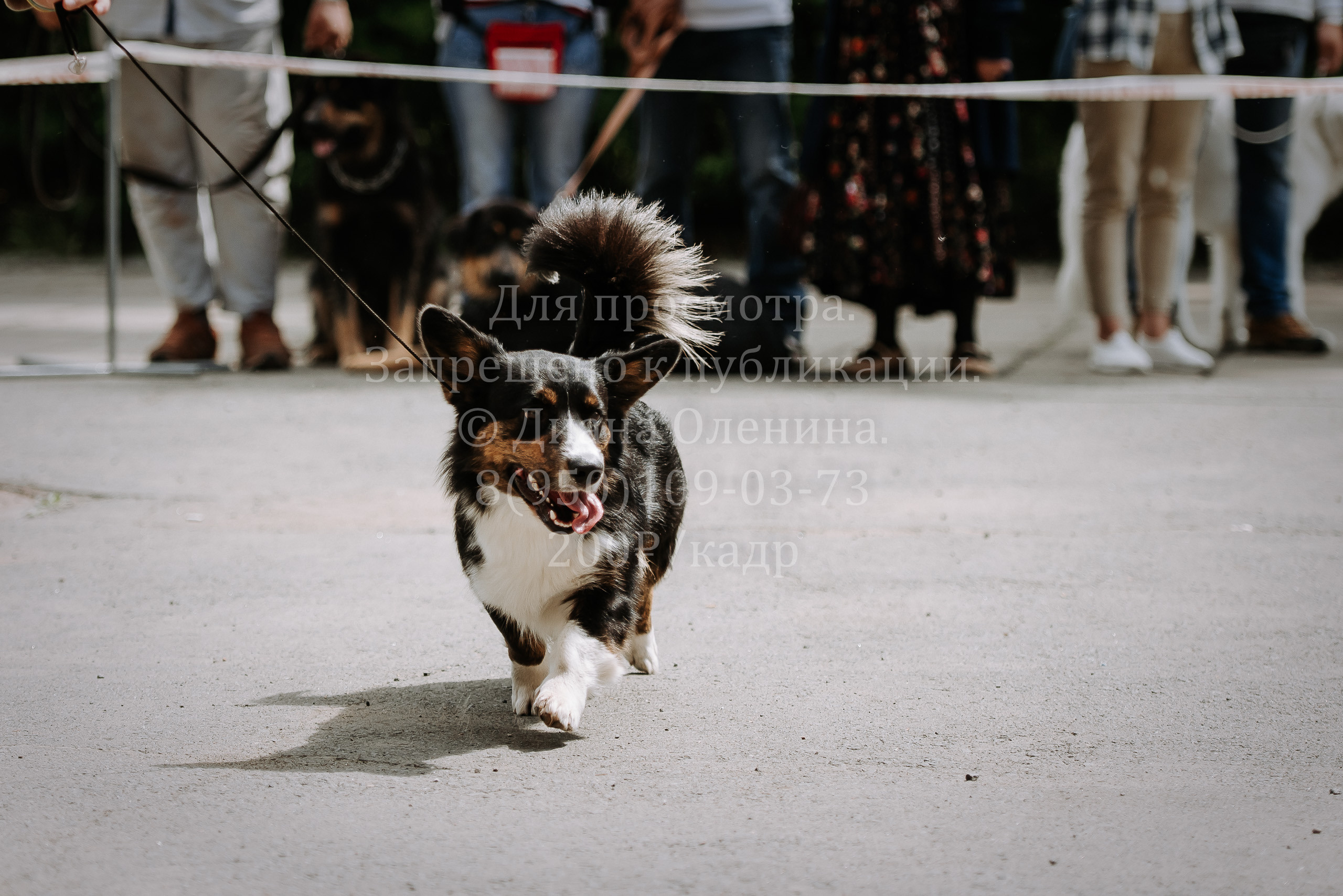 25 июня 2022 г. Братск БГОО КЛС Континенталь. Выставка собак. Фотограф Диана Оленина Красноярск / Братск