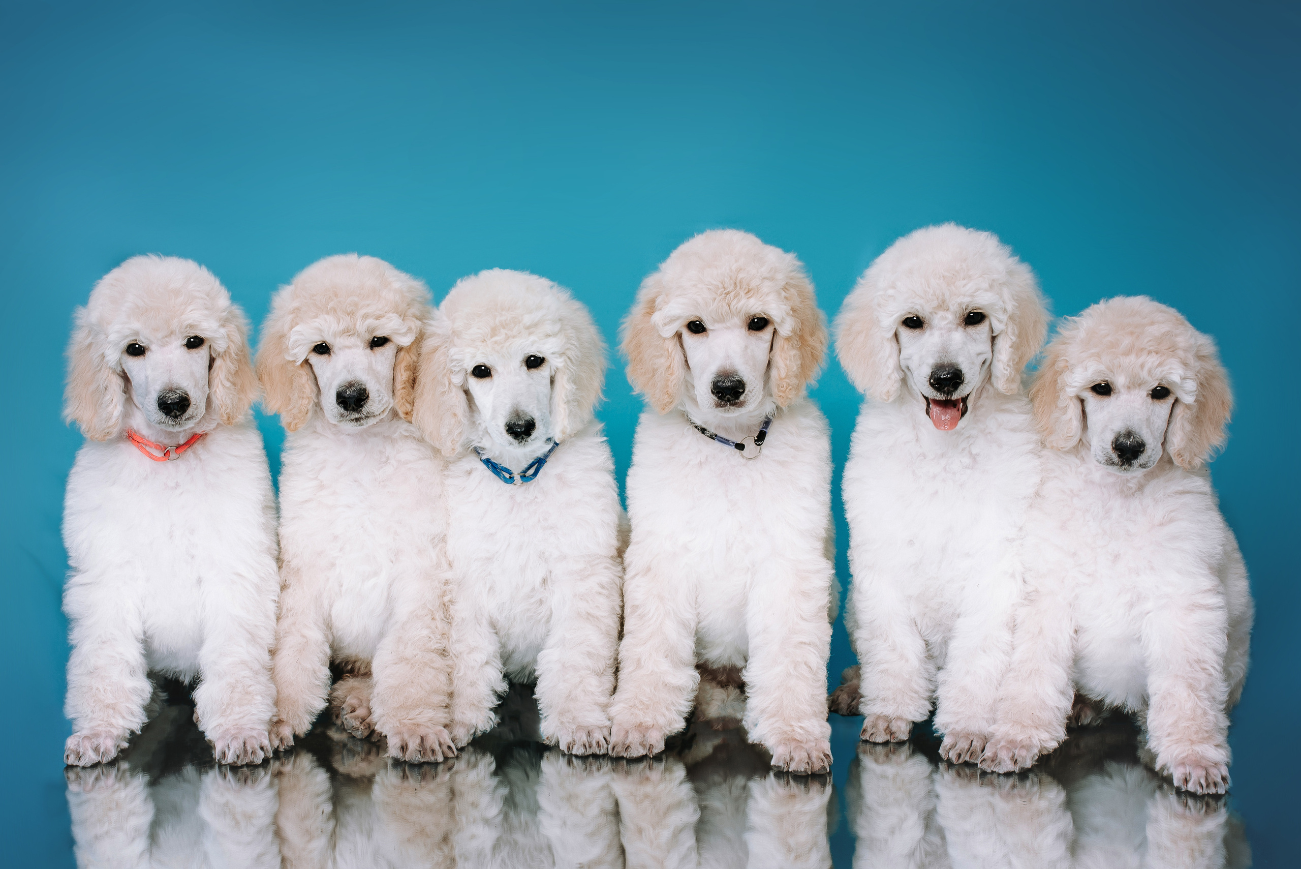 Большой королевский пудель. Фотограф Диана Оленина Красноярск / Братск