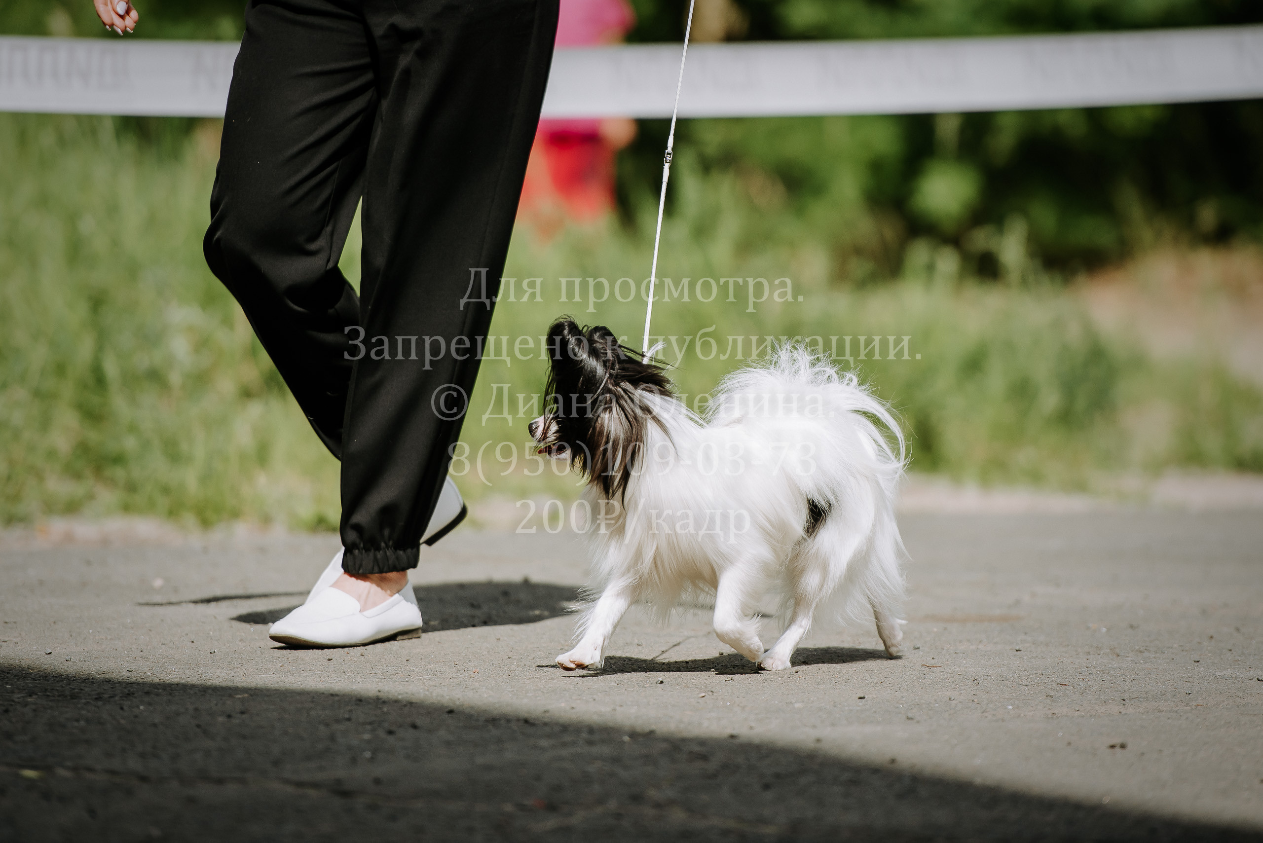 25 июня 2022 г. Братск БГОО КЛС Континенталь. Выставка собак. Фотограф Диана Оленина Красноярск / Братск