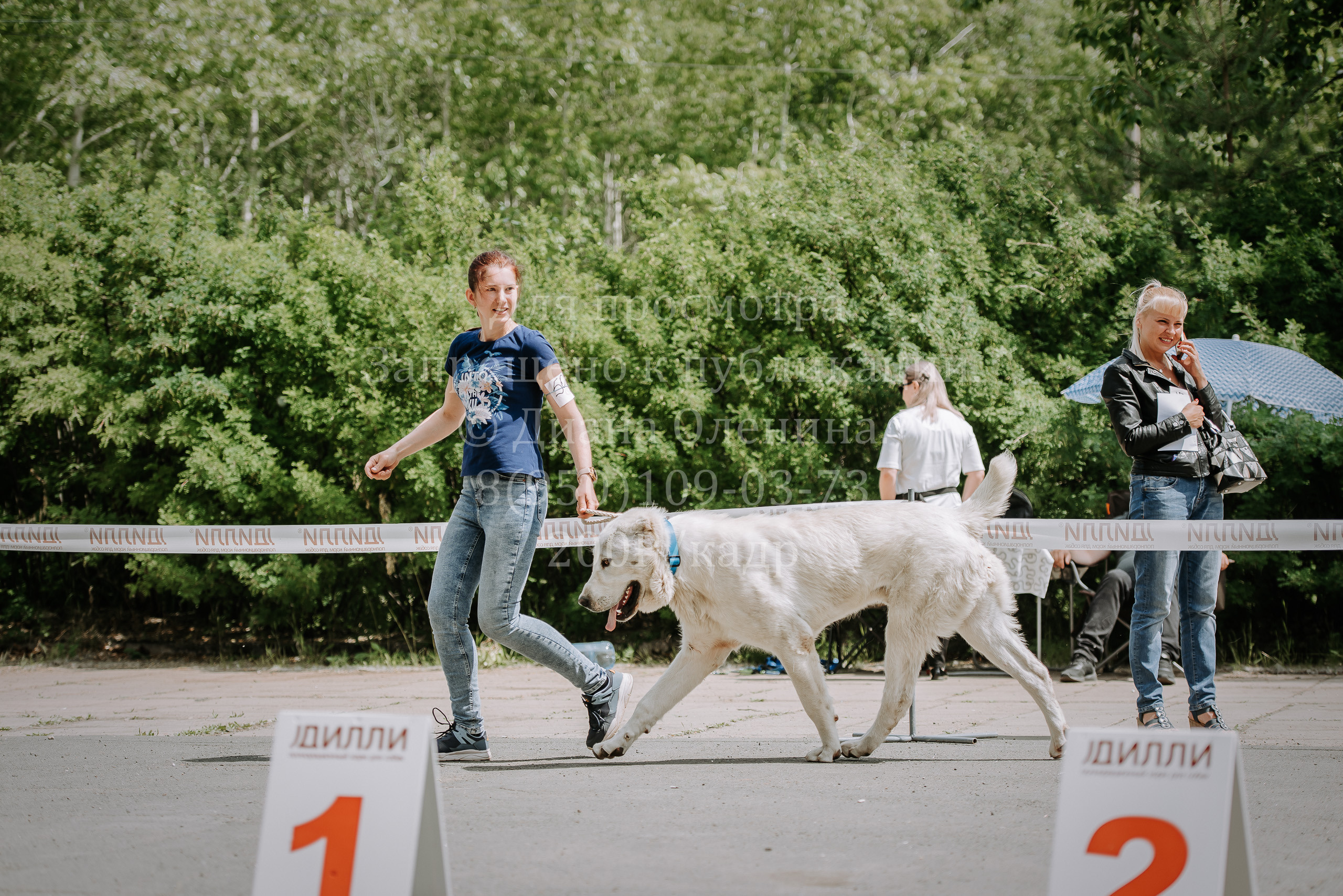 25 июня 2022 г. Братск БГОО КЛС Континенталь. Выставка собак. Фотограф Диана Оленина Красноярск / Братск