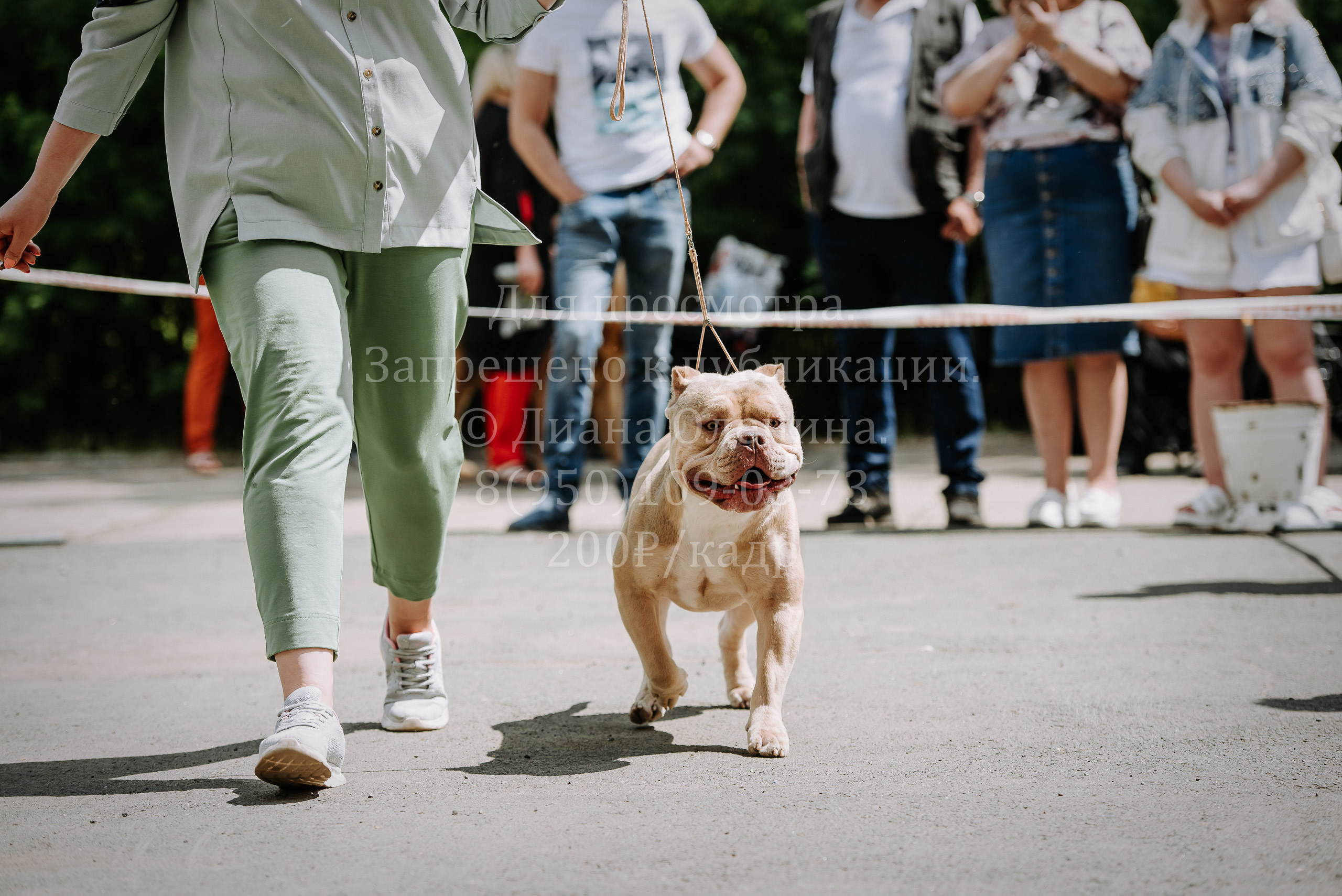 25 июня 2022 г. Братск БГОО КЛС Континенталь. Выставка собак. Фотограф Диана Оленина Красноярск / Братск