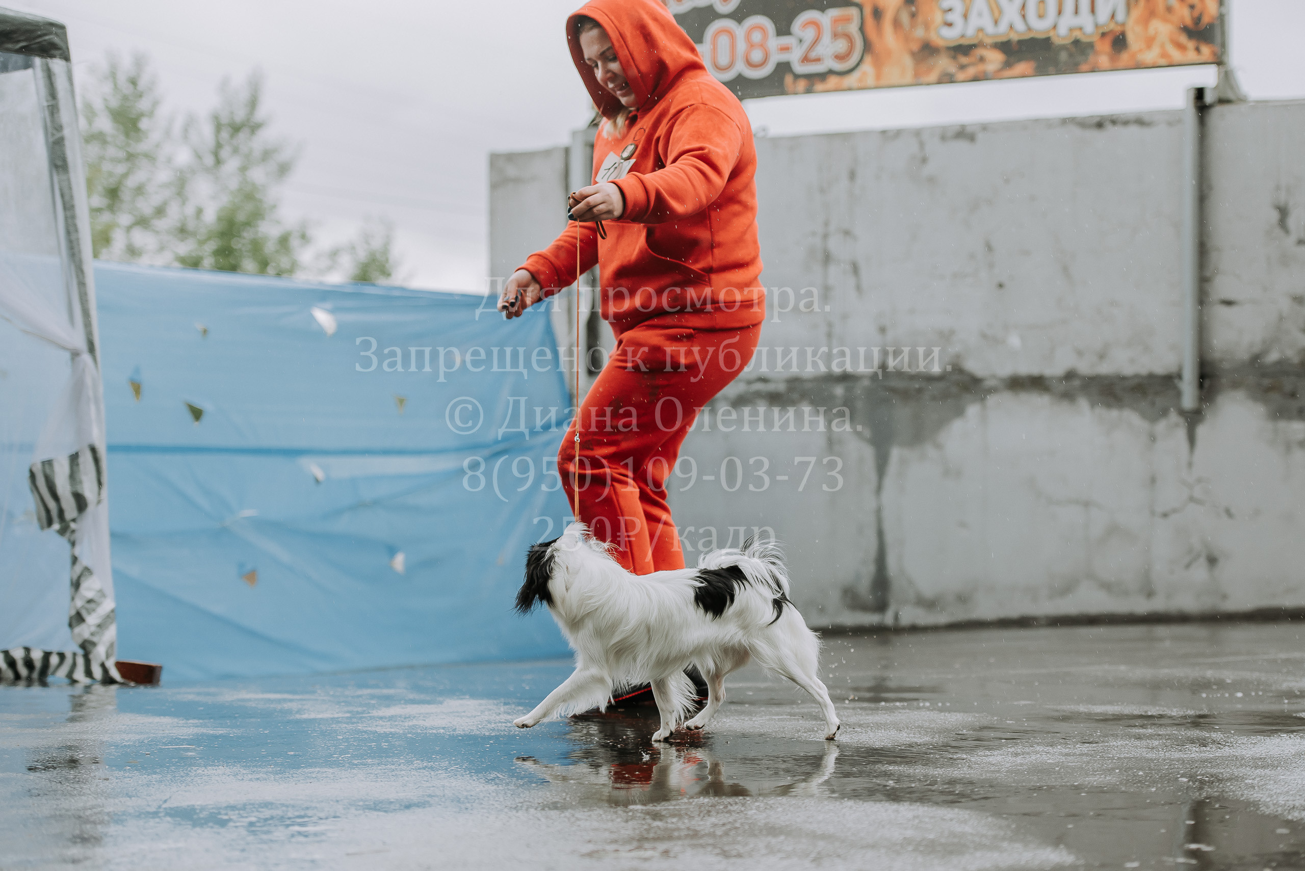 Выставка собак Братск 3 сентября 2022 Фаворит. Фотограф Диана Оленина Красноярск / Братск