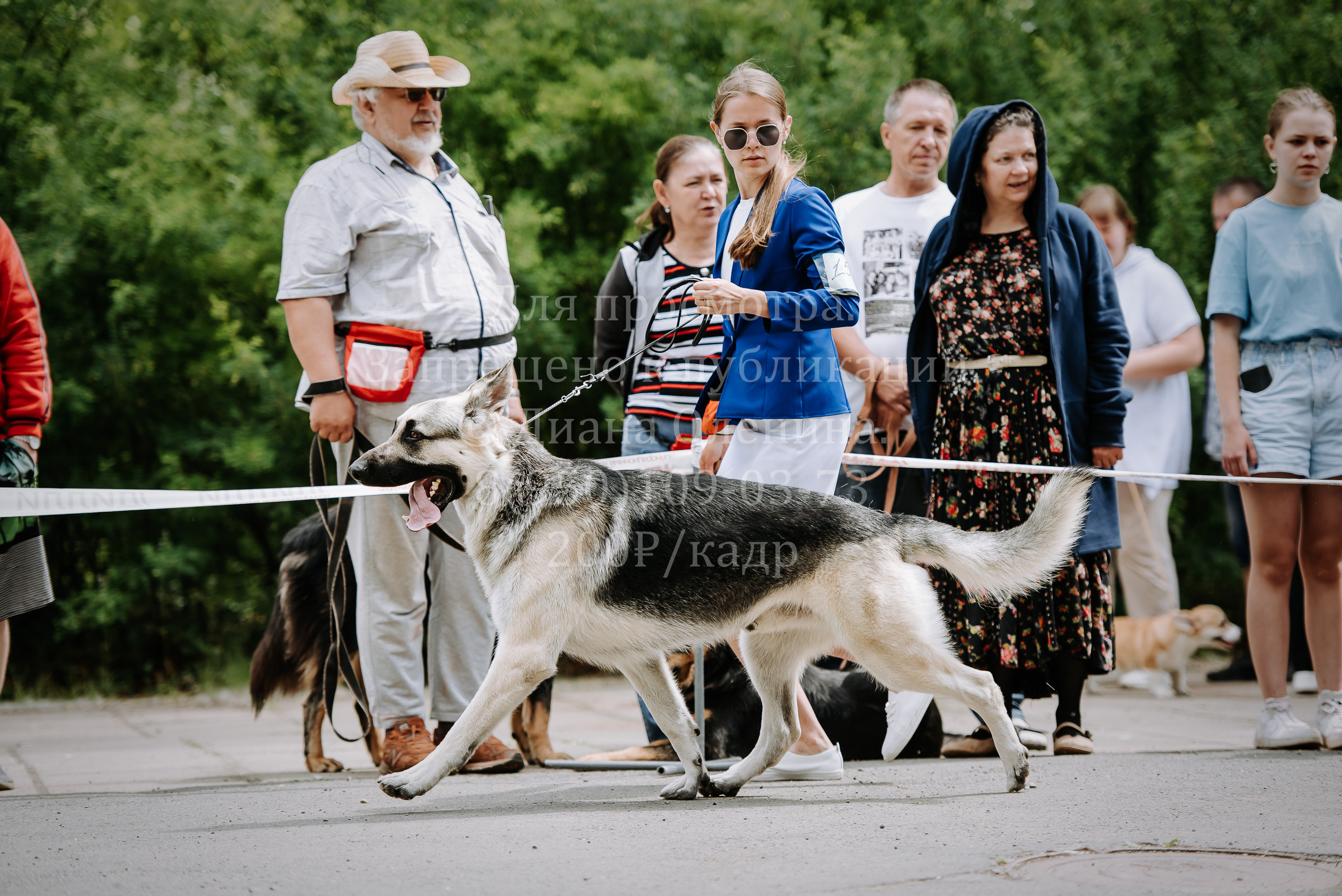 25 июня 2022 г. Братск БГОО КЛС Континенталь. Выставка собак. Фотограф Диана Оленина Красноярск / Братск