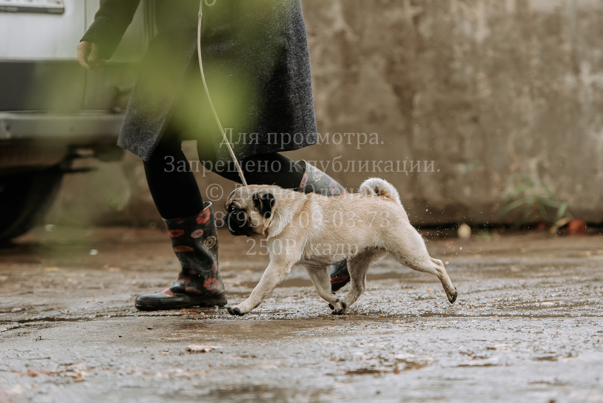 Выставка собак Братск 3 сентября 2022 Фаворит. Фотограф Диана Оленина Красноярск / Братск
