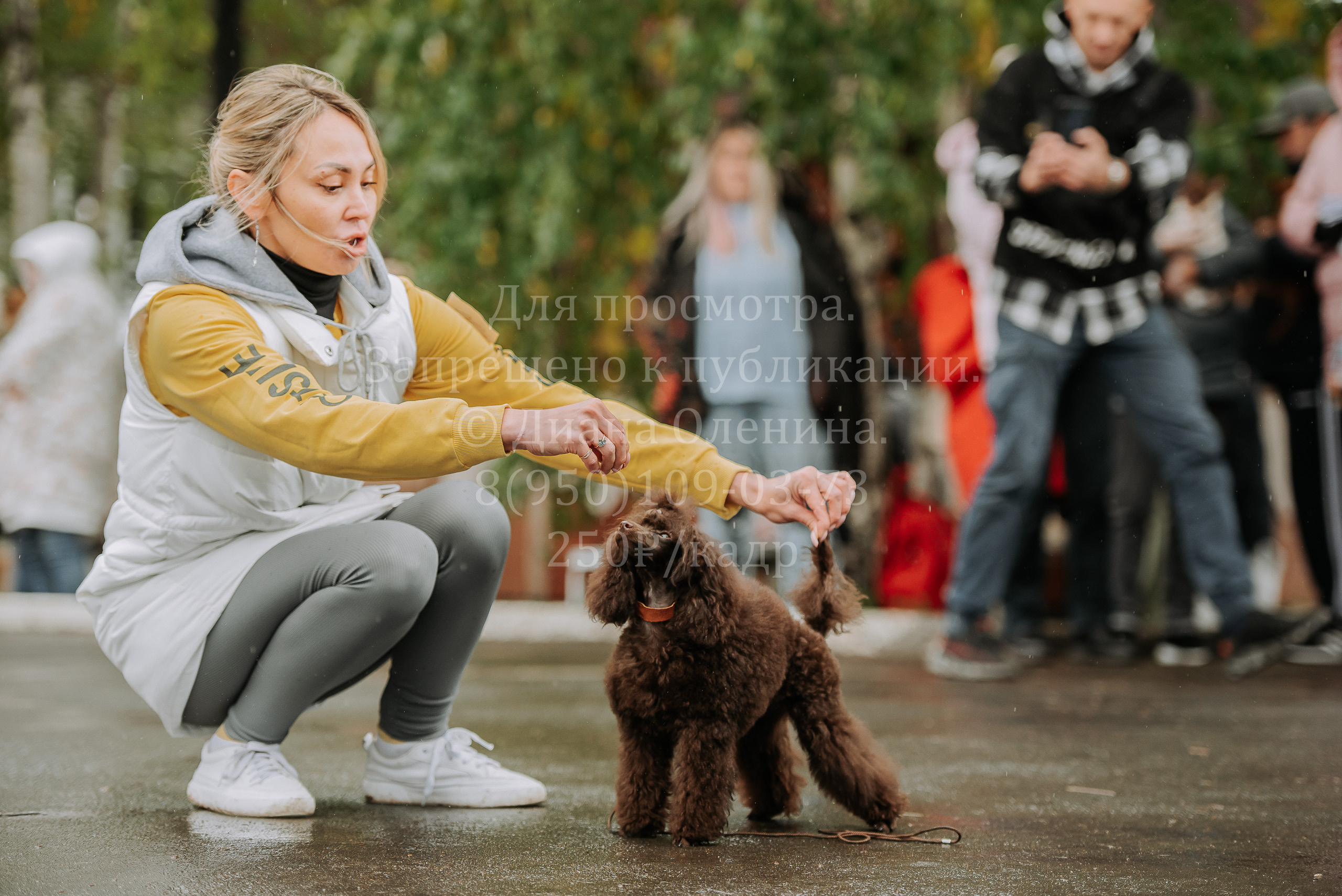 Выставка собак Братск 3 сентября 2022 Фаворит. Фотограф Диана Оленина Красноярск / Братск