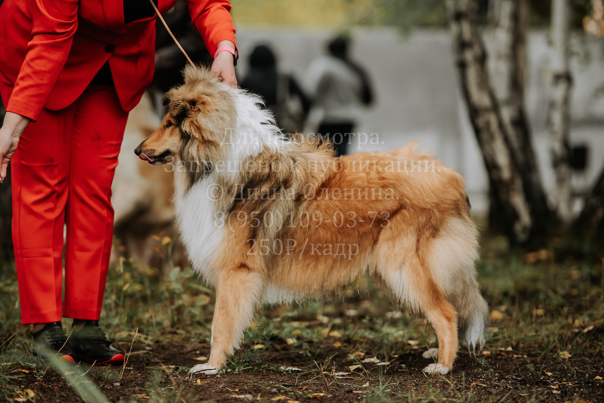 Выставка собак Братск 3 сентября 2022 Фаворит. Фотограф Диана Оленина Красноярск / Братск