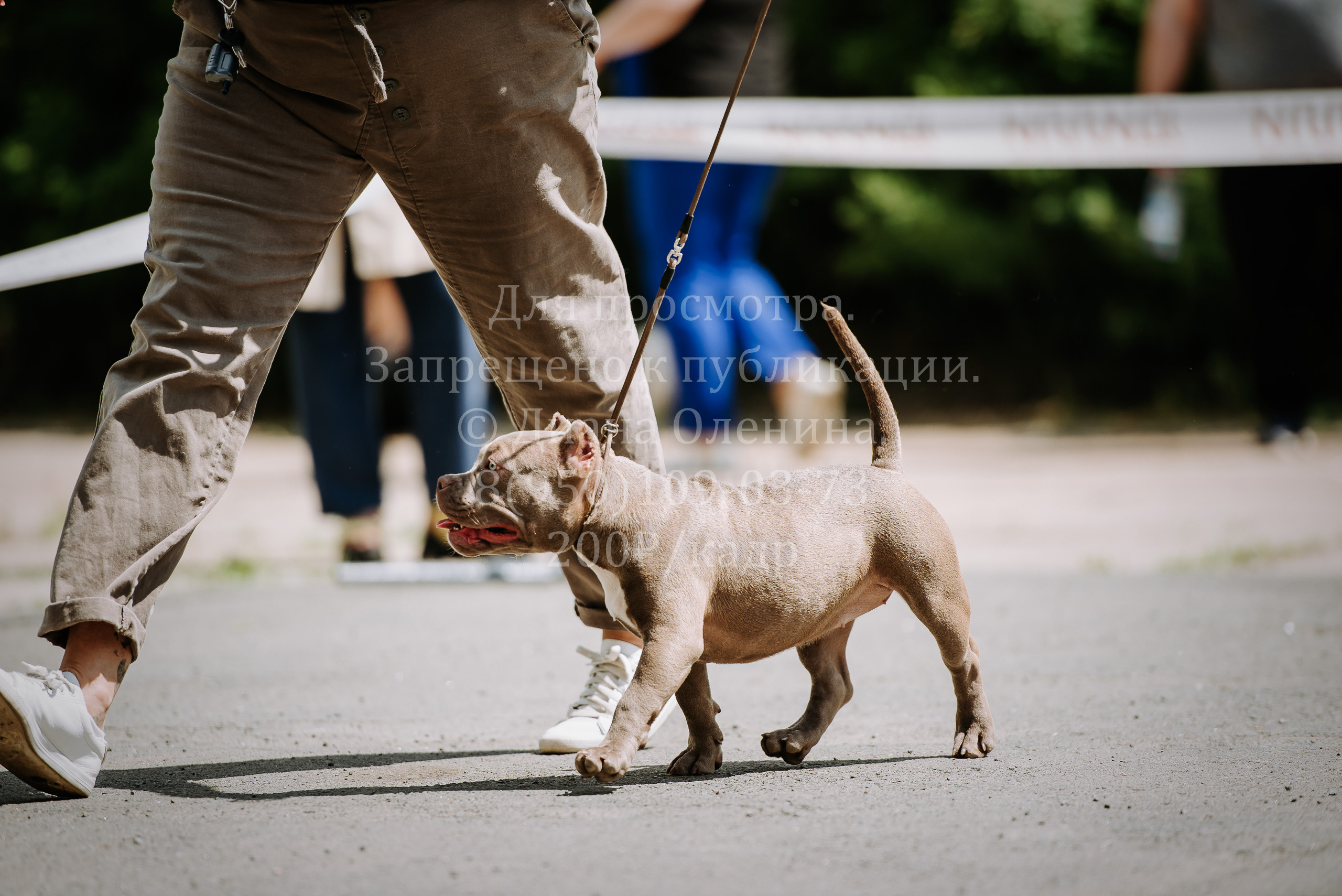 25 июня 2022 г. Братск БГОО КЛС Континенталь. Выставка собак. Фотограф Диана Оленина Красноярск / Братск