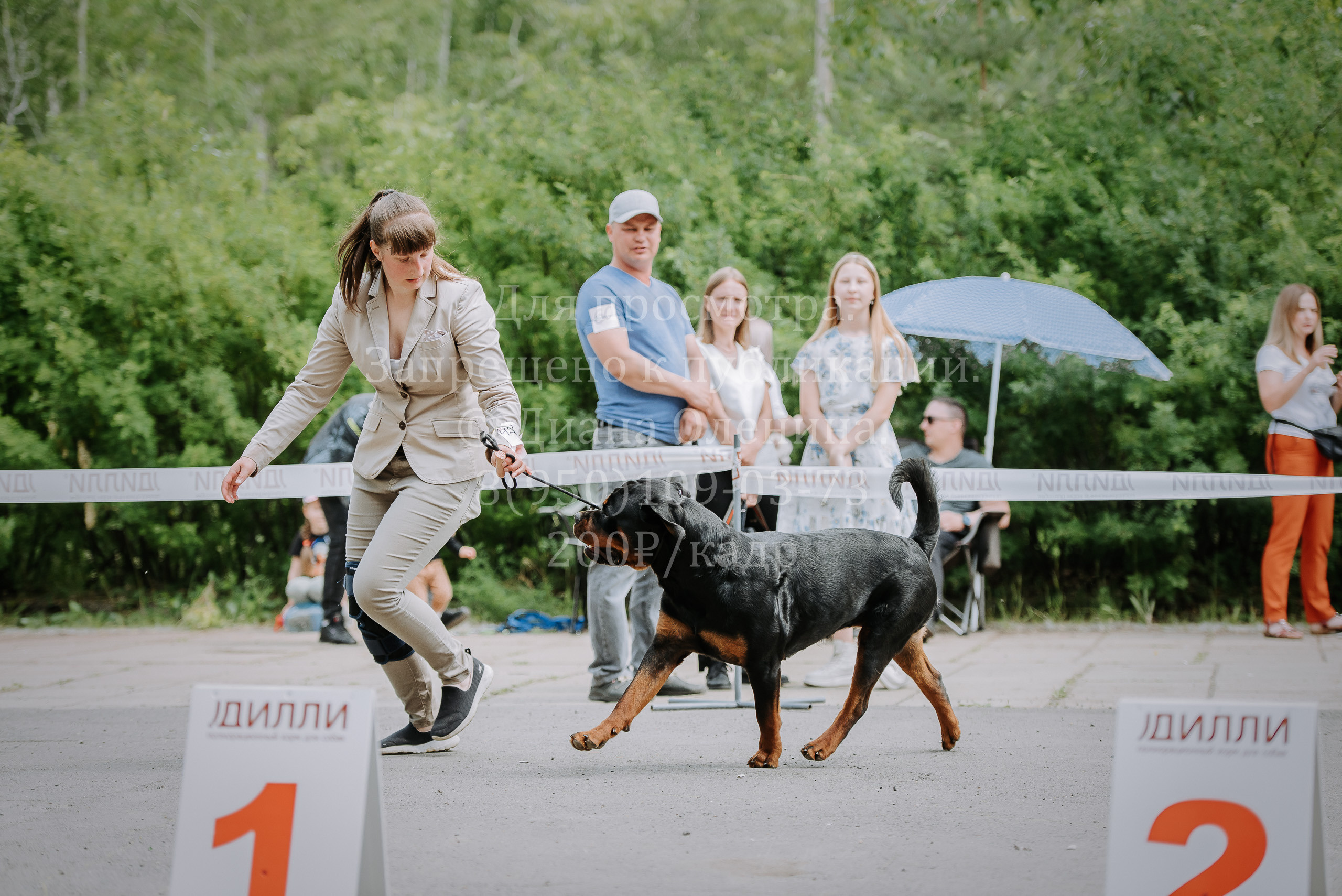 25 июня 2022 г. Братск БГОО КЛС Континенталь. Выставка собак. Фотограф Диана Оленина Красноярск / Братск