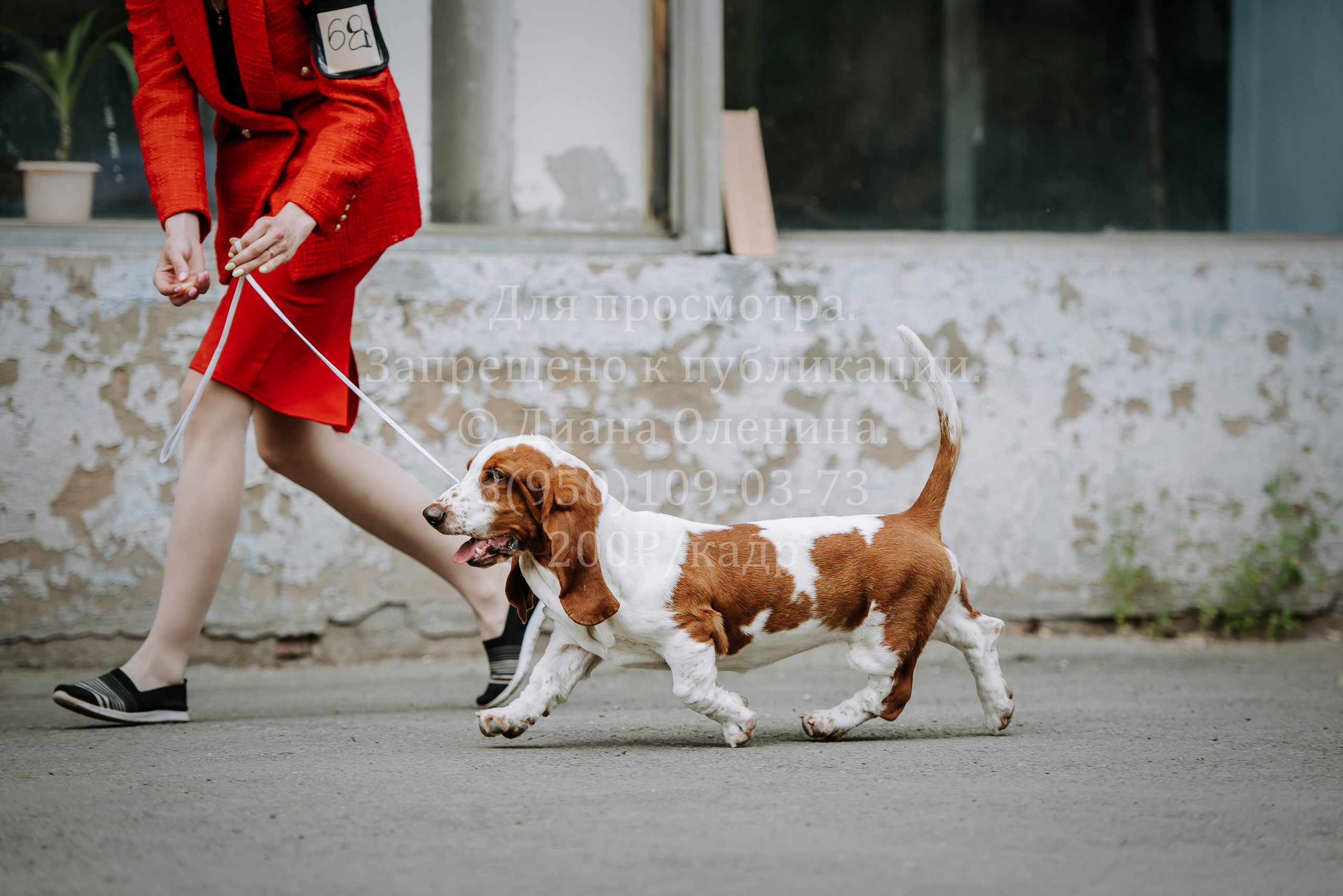 25 июня 2022 г. Братск БГОО КЛС Континенталь. Выставка собак. Фотограф Диана Оленина Красноярск / Братск