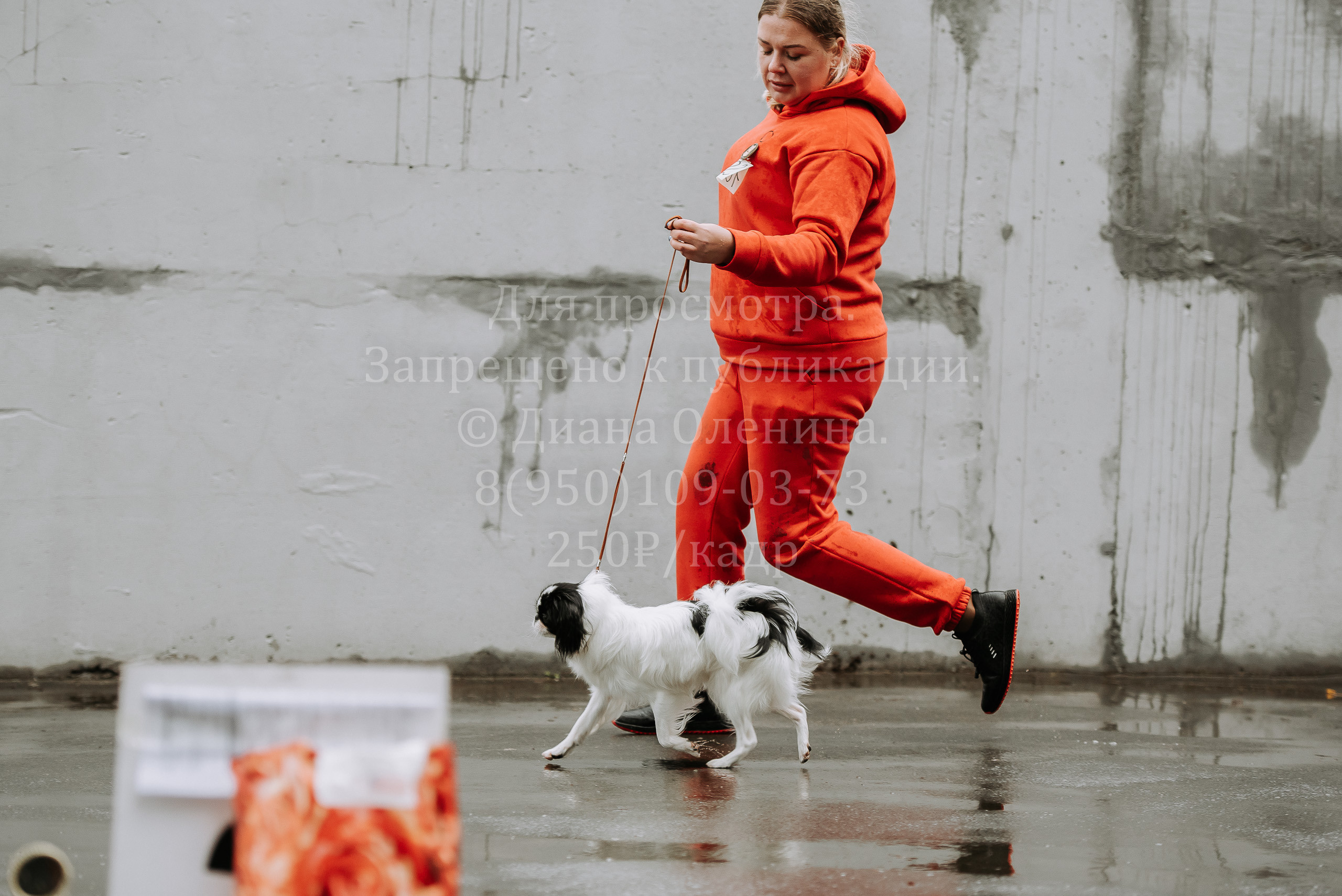 Выставка собак Братск 3 сентября 2022 Фаворит. Фотограф Диана Оленина Красноярск / Братск