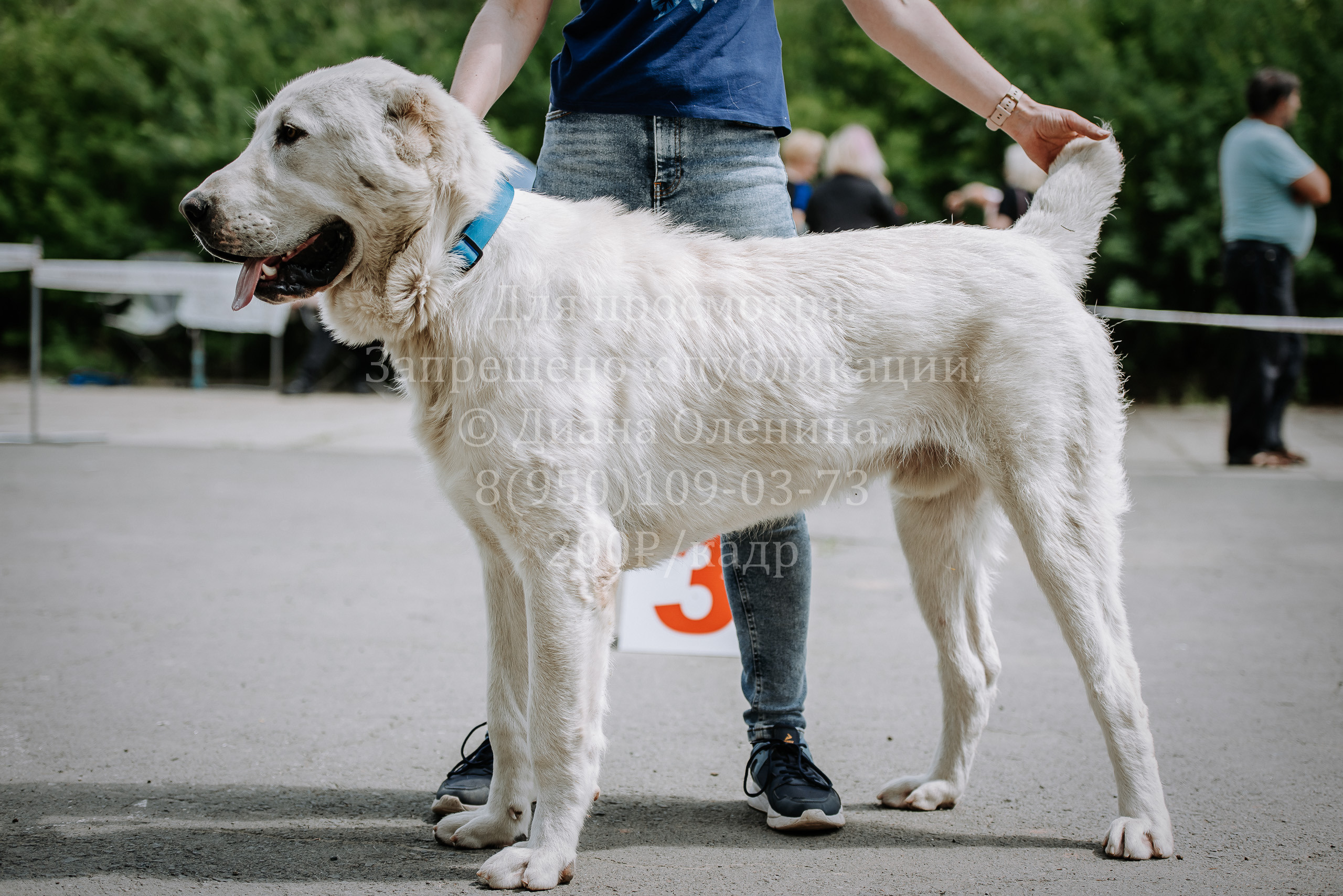 25 июня 2022 г. Братск БГОО КЛС Континенталь. Выставка собак. Фотограф Диана Оленина Красноярск / Братск