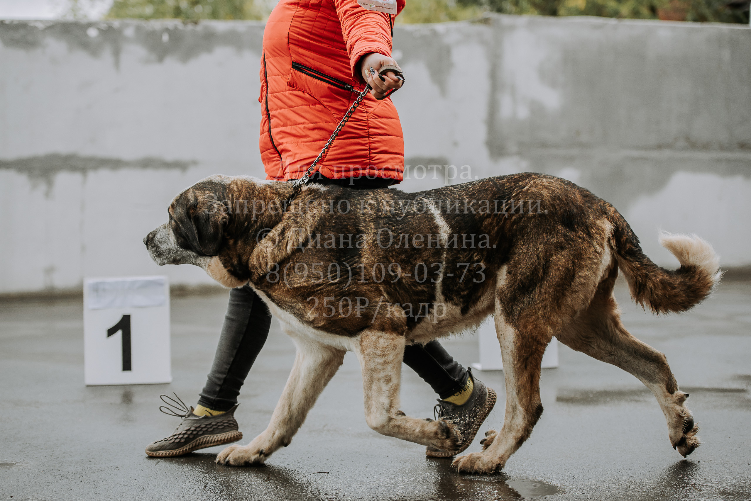 Выставка собак Братск 3 сентября 2022 Фаворит. Фотограф Диана Оленина Красноярск / Братск