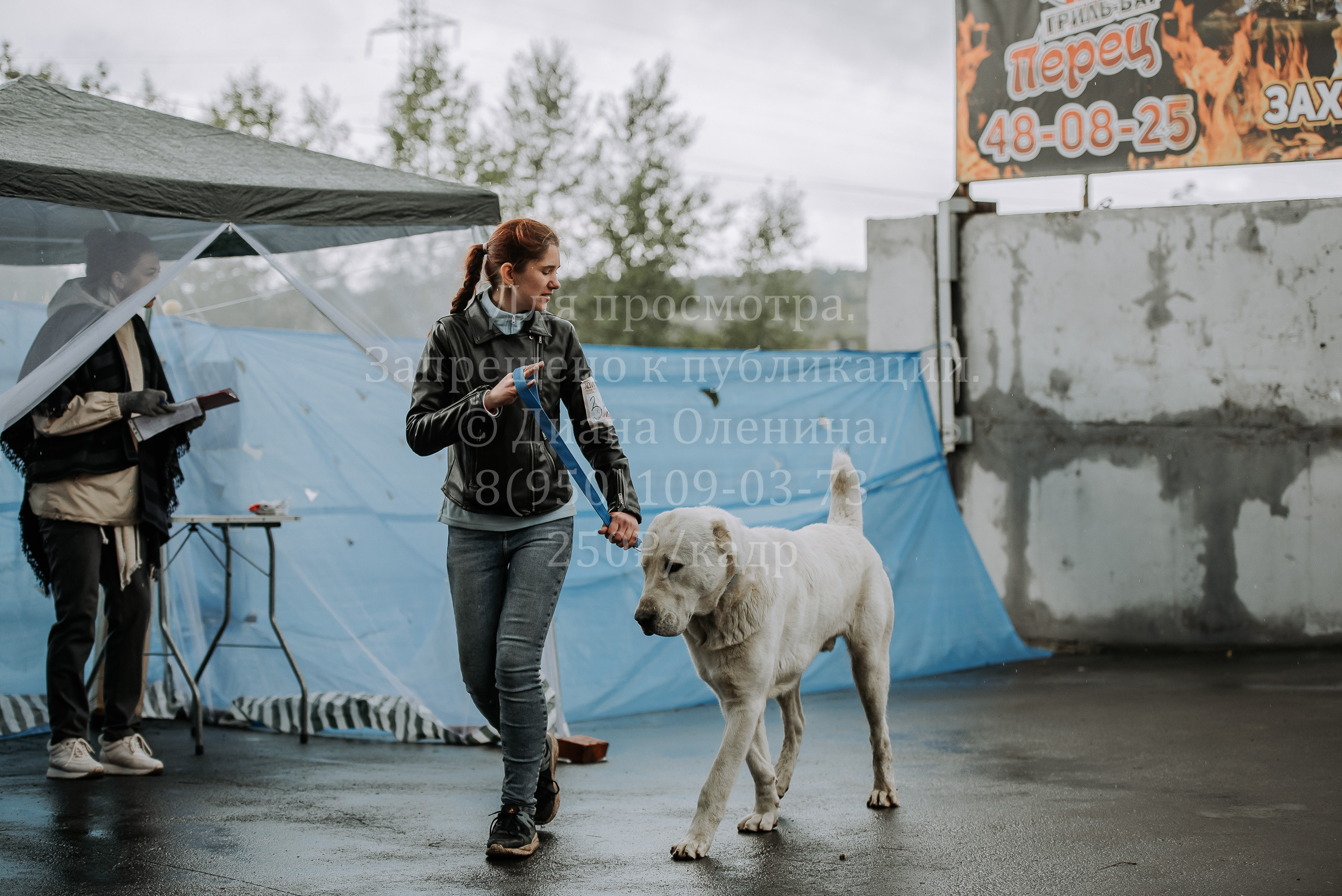 Выставка собак Братск 3 сентября 2022 Фаворит. Фотограф Диана Оленина Красноярск / Братск