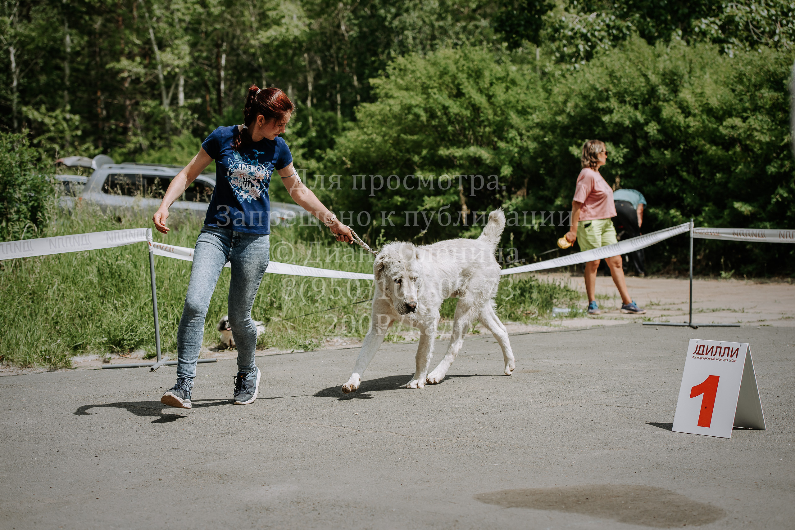 25 июня 2022 г. Братск БГОО КЛС Континенталь. Выставка собак. Фотограф Диана Оленина Красноярск / Братск