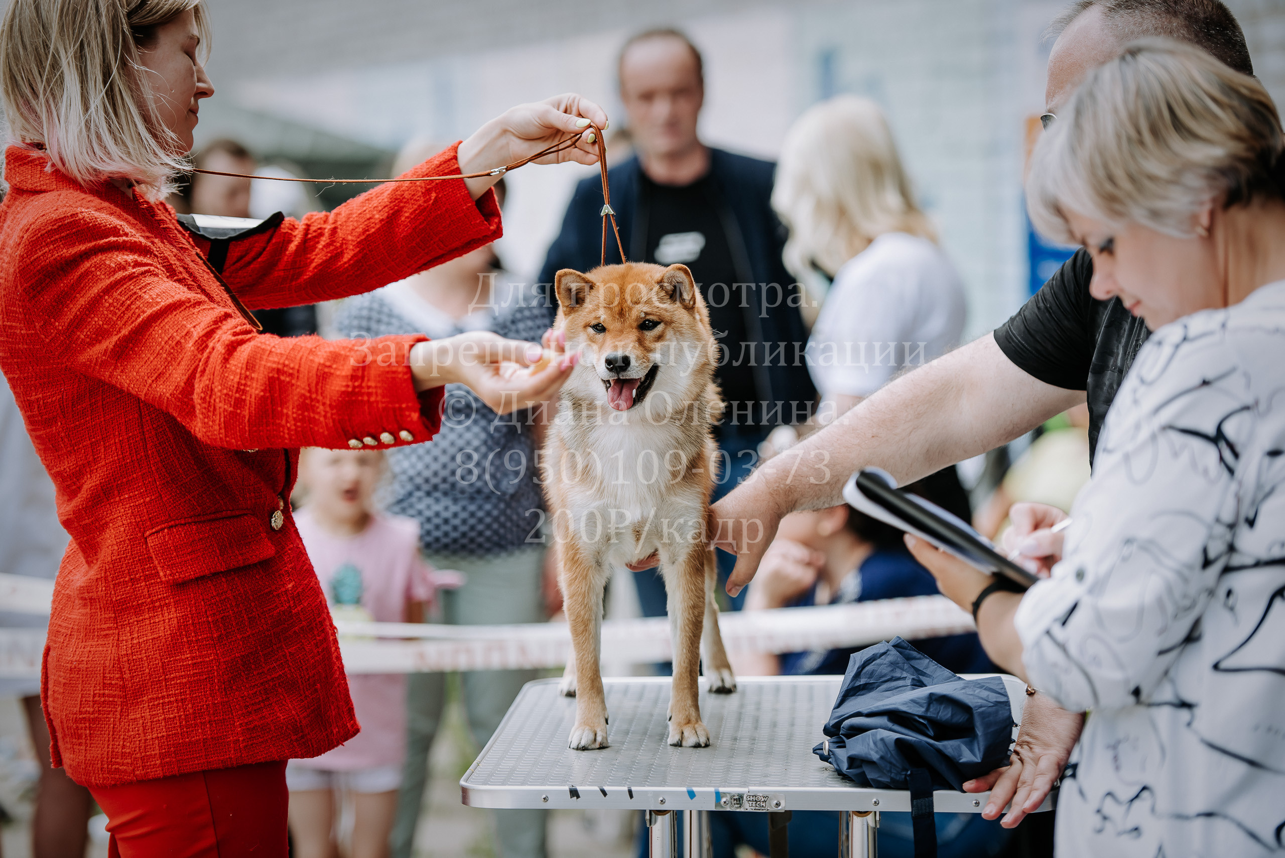 25 июня 2022 г. Братск БГОО КЛС Континенталь. Выставка собак. Фотограф Диана Оленина Красноярск / Братск