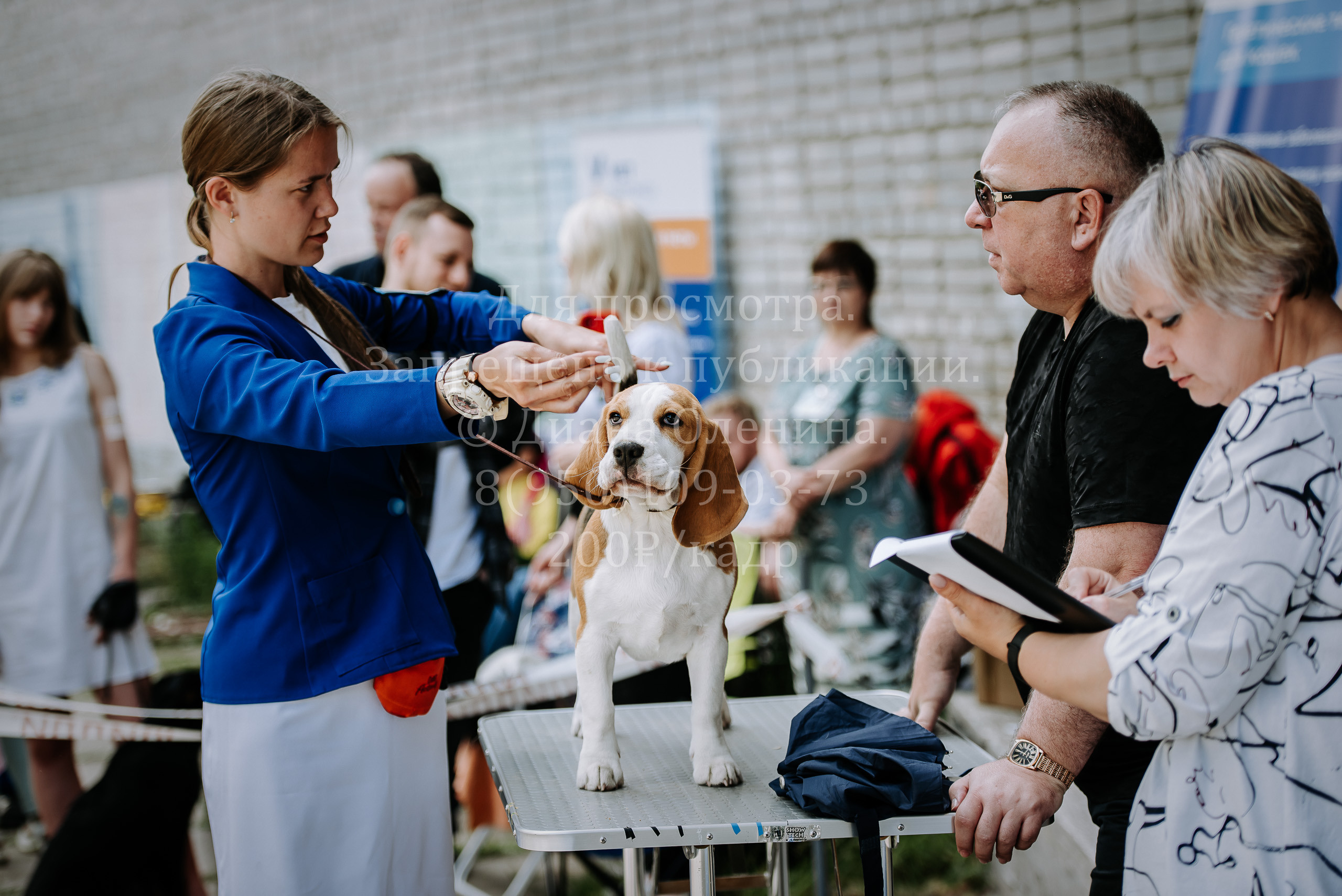 25 июня 2022 г. Братск БГОО КЛС Континенталь. Выставка собак. Фотограф Диана Оленина Красноярск / Братск