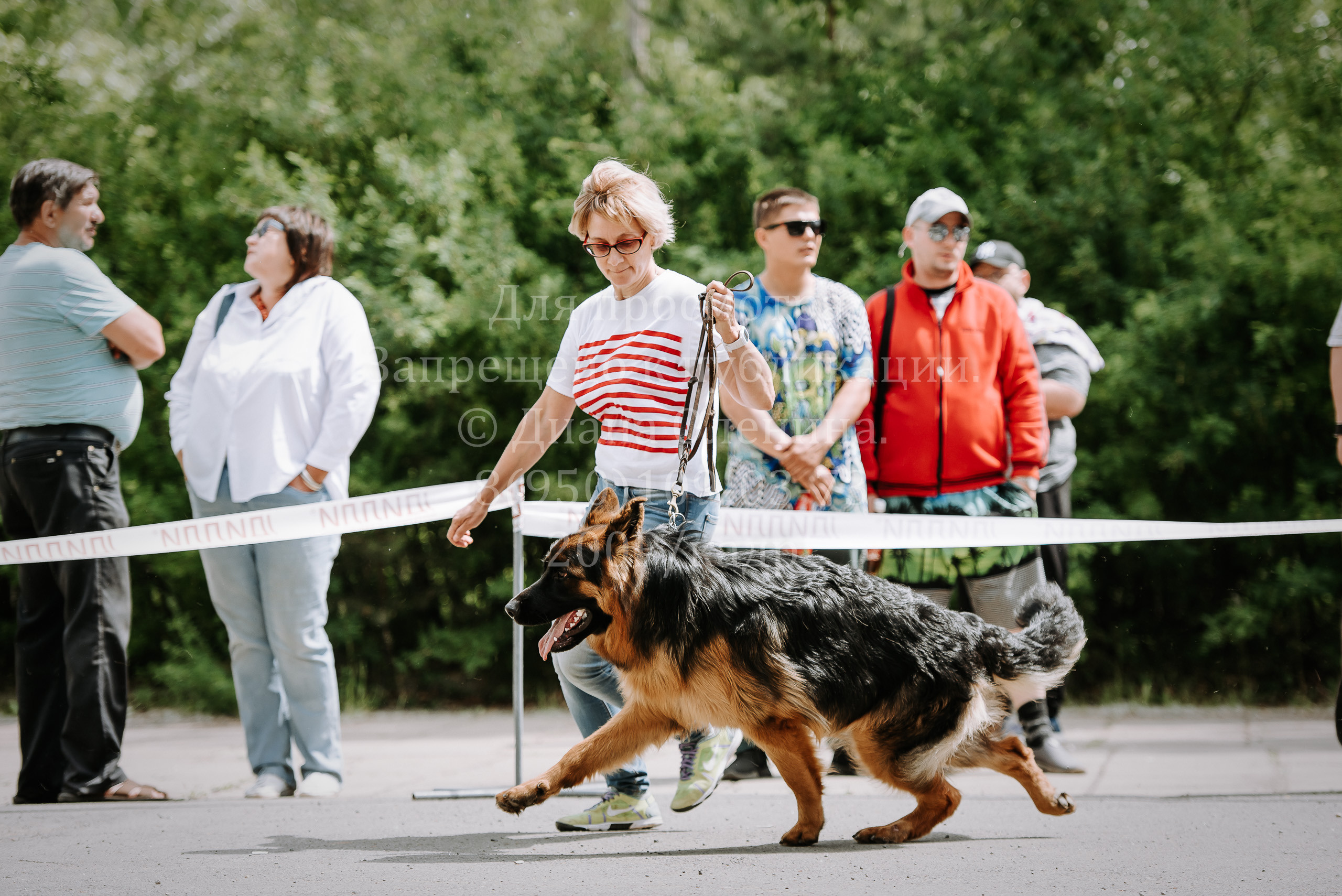 25 июня 2022 г. Братск БГОО КЛС Континенталь. Выставка собак. Фотограф Диана Оленина Красноярск / Братск