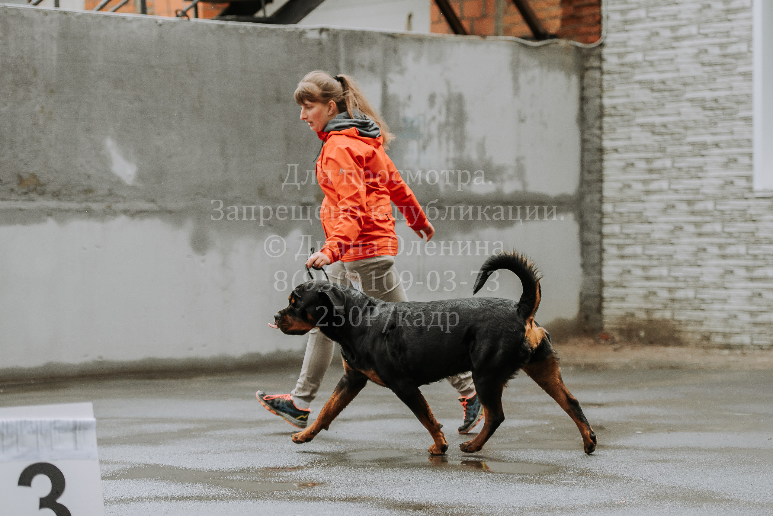 Выставка собак Братск 3 сентября 2022 Фаворит. Фотограф Диана Оленина Красноярск / Братск