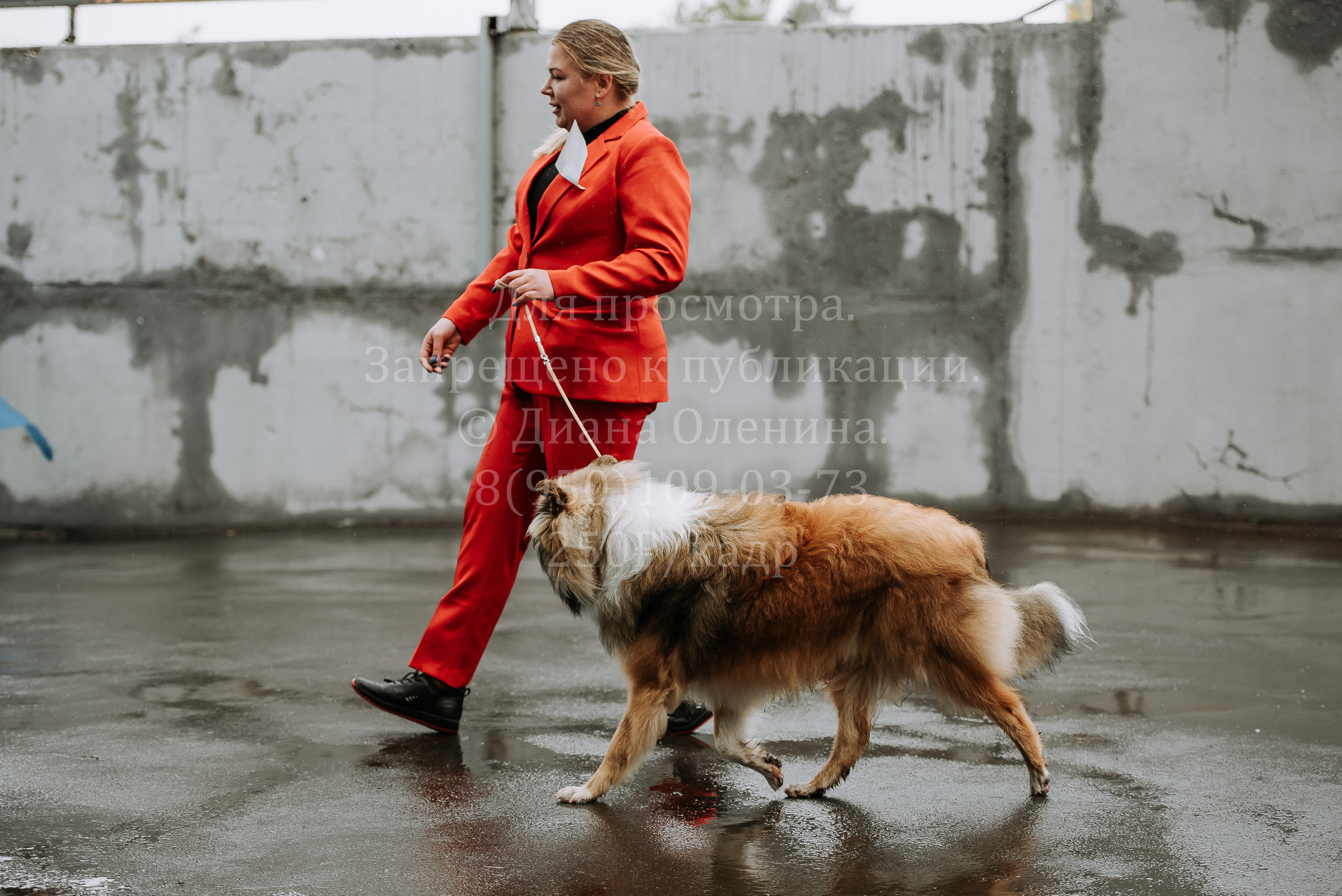 Выставка собак Братск 3 сентября 2022 Фаворит. Фотограф Диана Оленина Красноярск / Братск