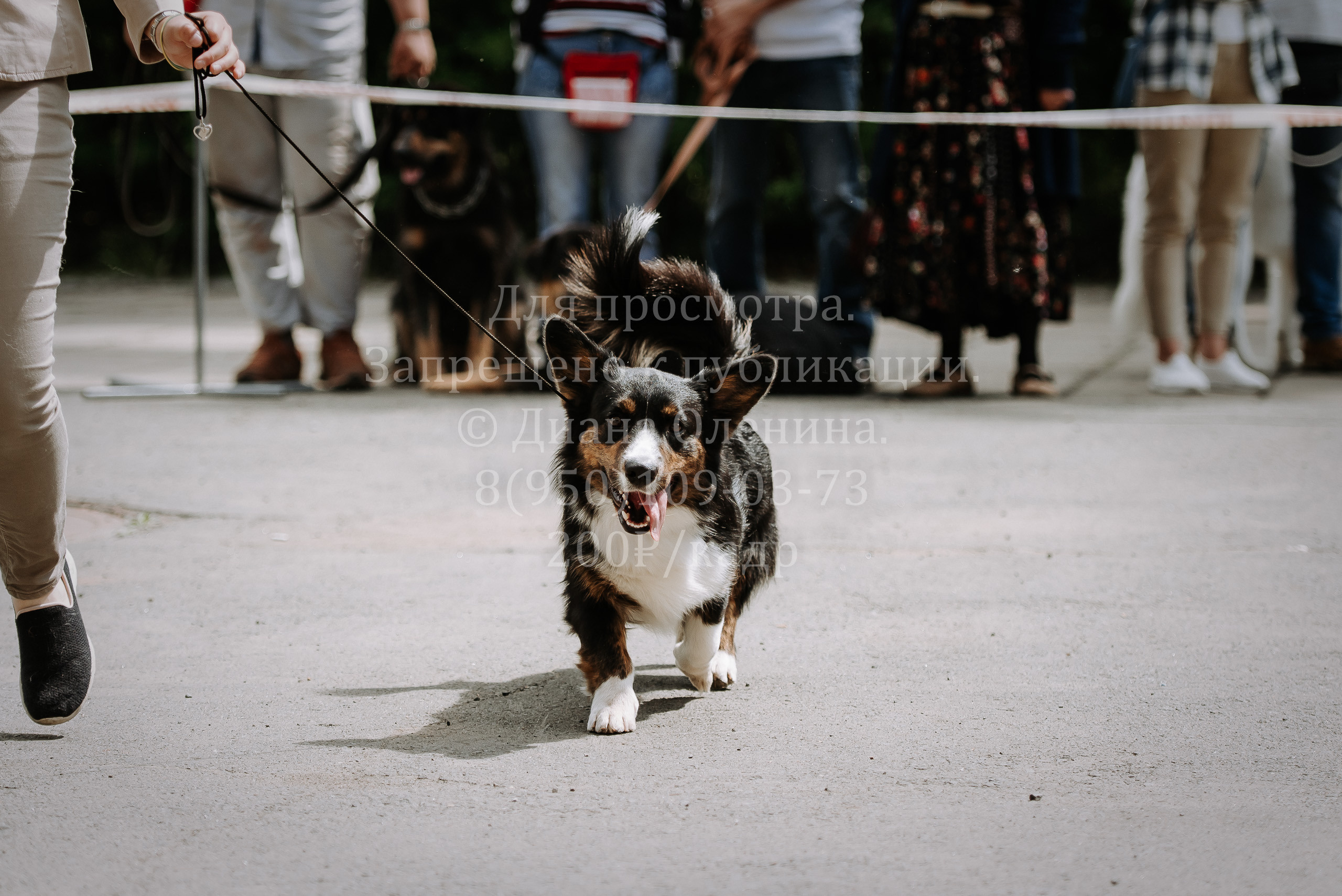 25 июня 2022 г. Братск БГОО КЛС Континенталь. Выставка собак. Фотограф Диана Оленина Красноярск / Братск