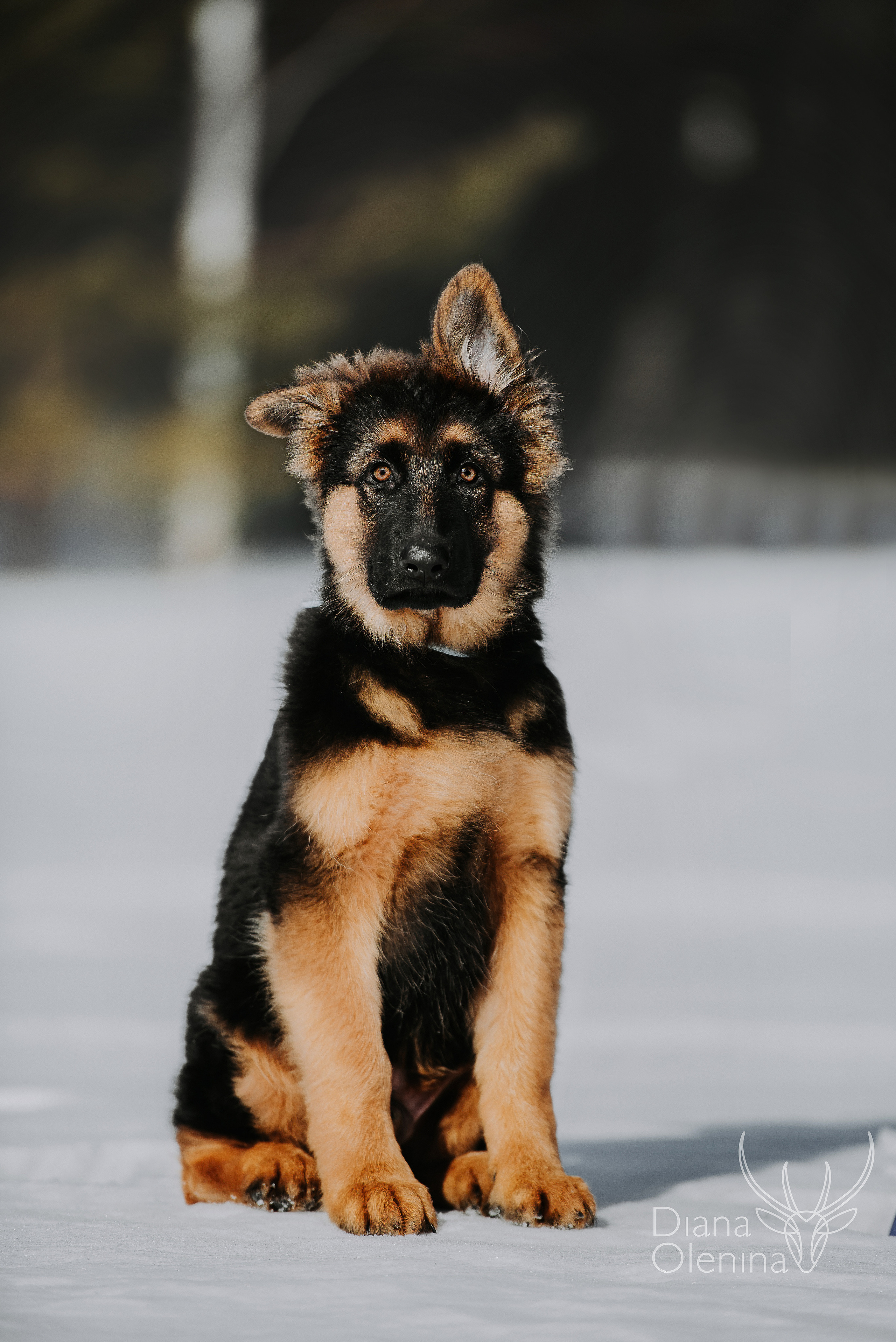 Немецкие овчарки. Фотограф Диана Оленина Красноярск / Братск