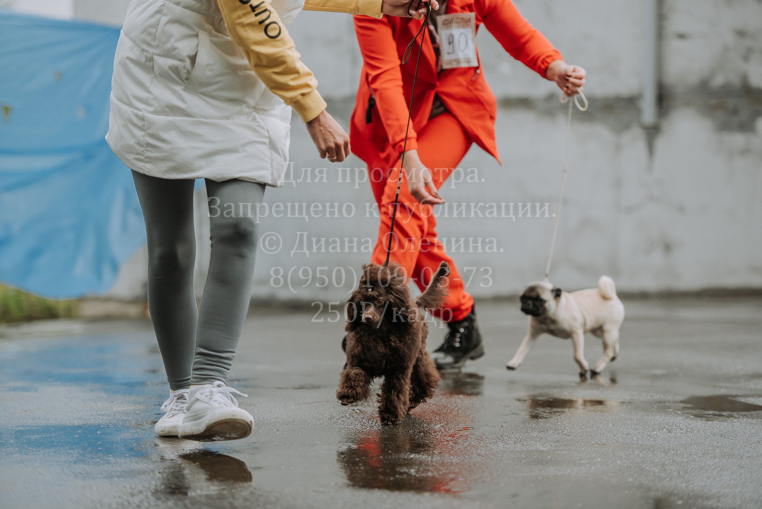 Выставка собак Братск 3 сентября 2022 Фаворит. Фотограф Диана Оленина Красноярск / Братск