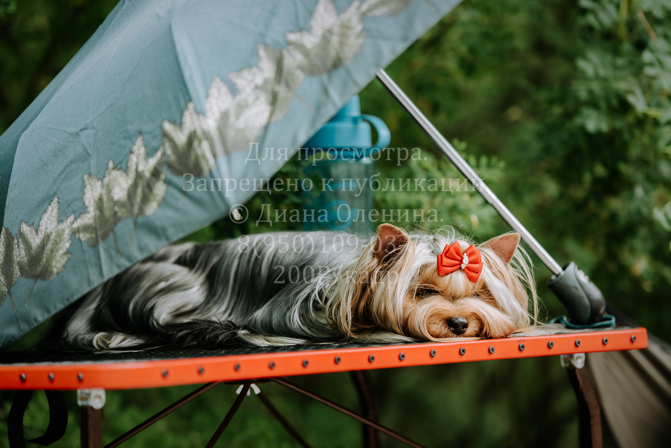 25 июня 2022 г. Братск БГОО КЛС Континенталь. Выставка собак. Фотограф Диана Оленина Красноярск / Братск