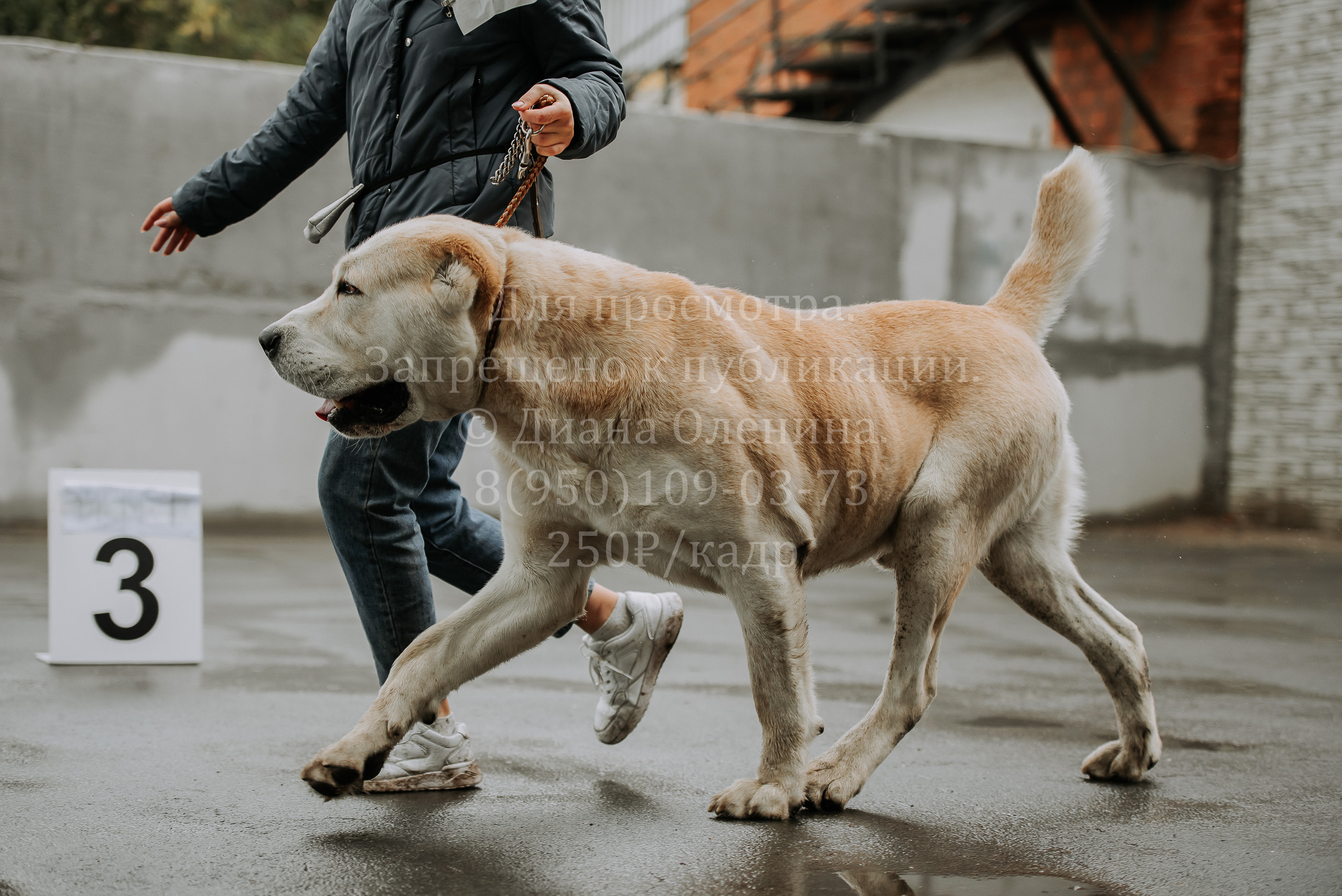 Выставка собак Братск 3 сентября 2022 Фаворит. Фотограф Диана Оленина Красноярск / Братск
