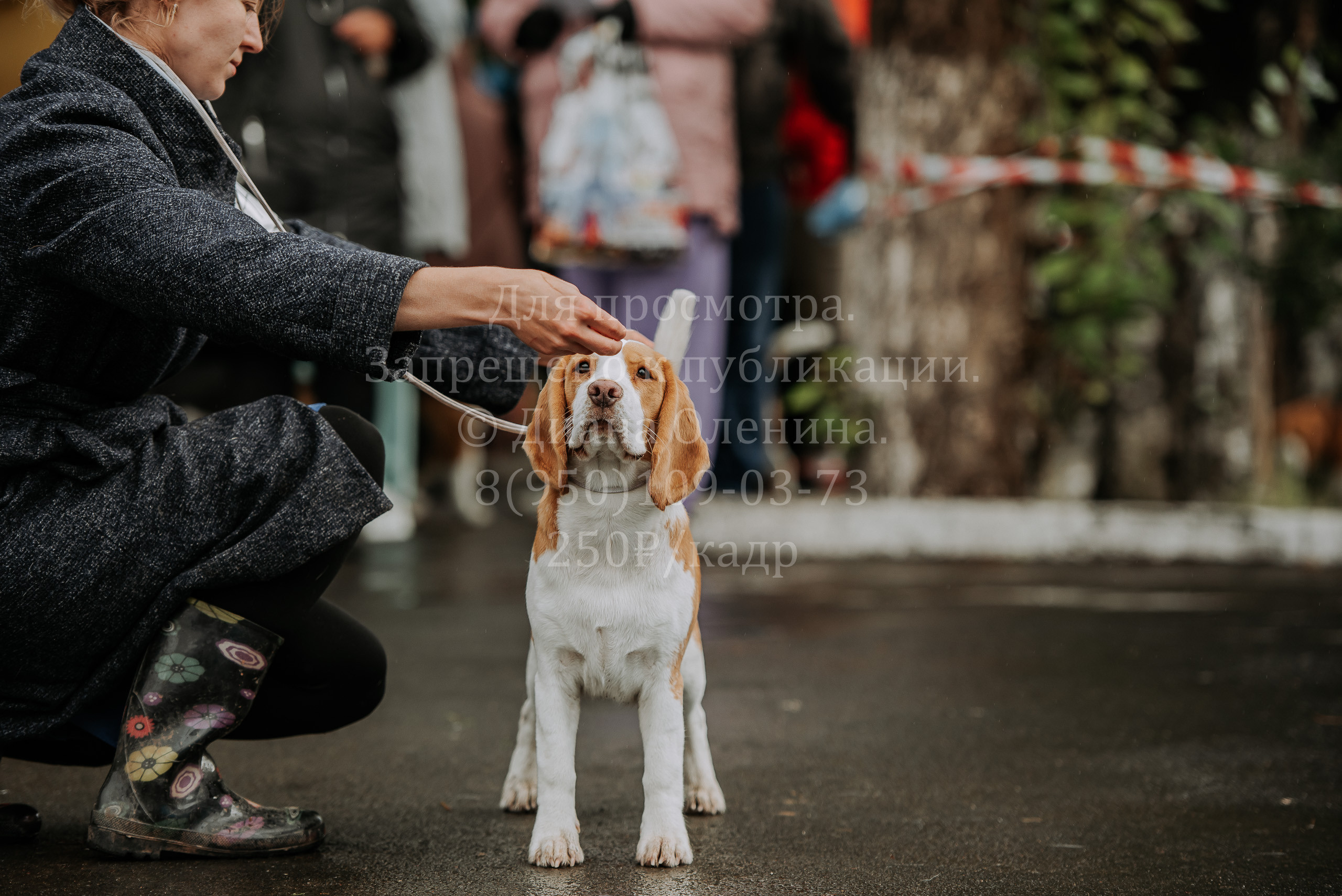 Выставка собак Братск 3 сентября 2022 Фаворит. Фотограф Диана Оленина Красноярск / Братск