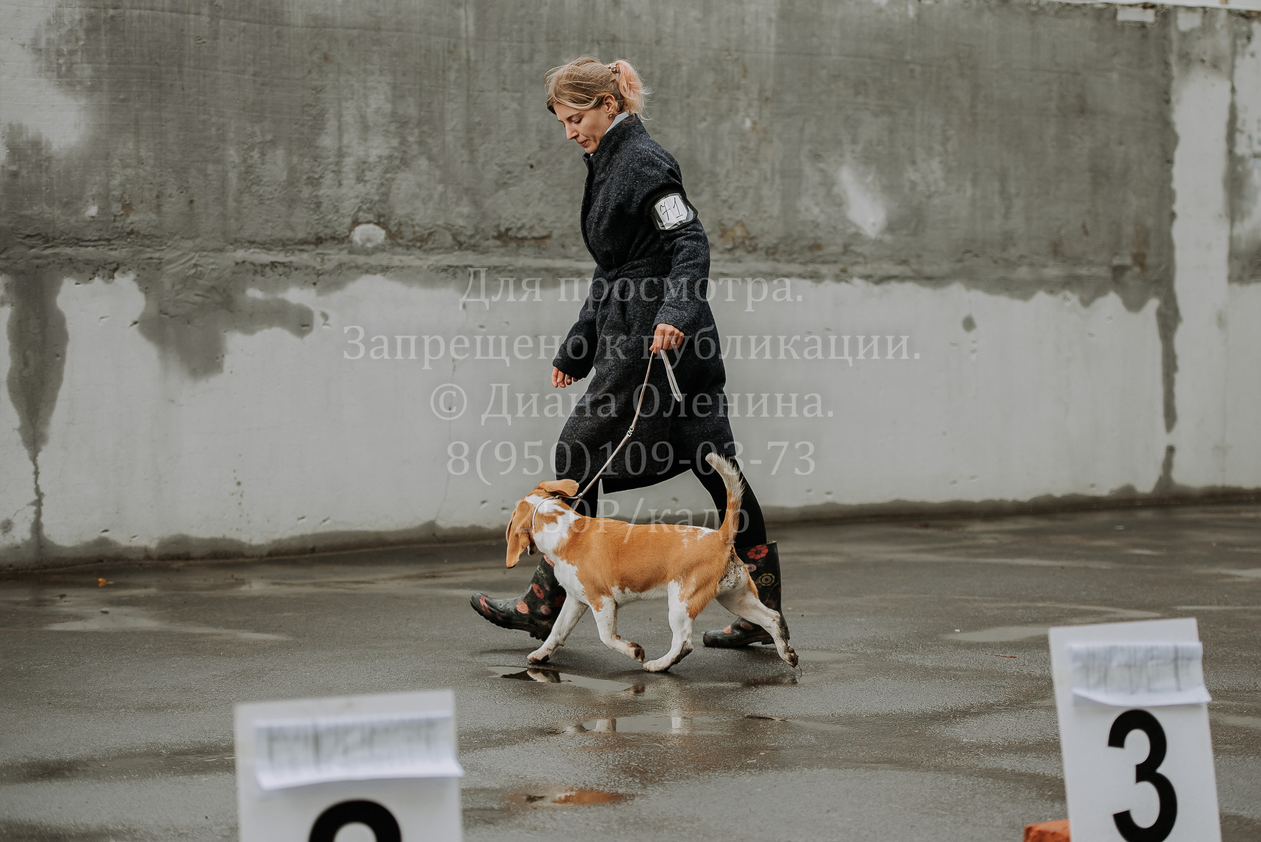 Выставка собак Братск 3 сентября 2022 Фаворит. Фотограф Диана Оленина Красноярск / Братск