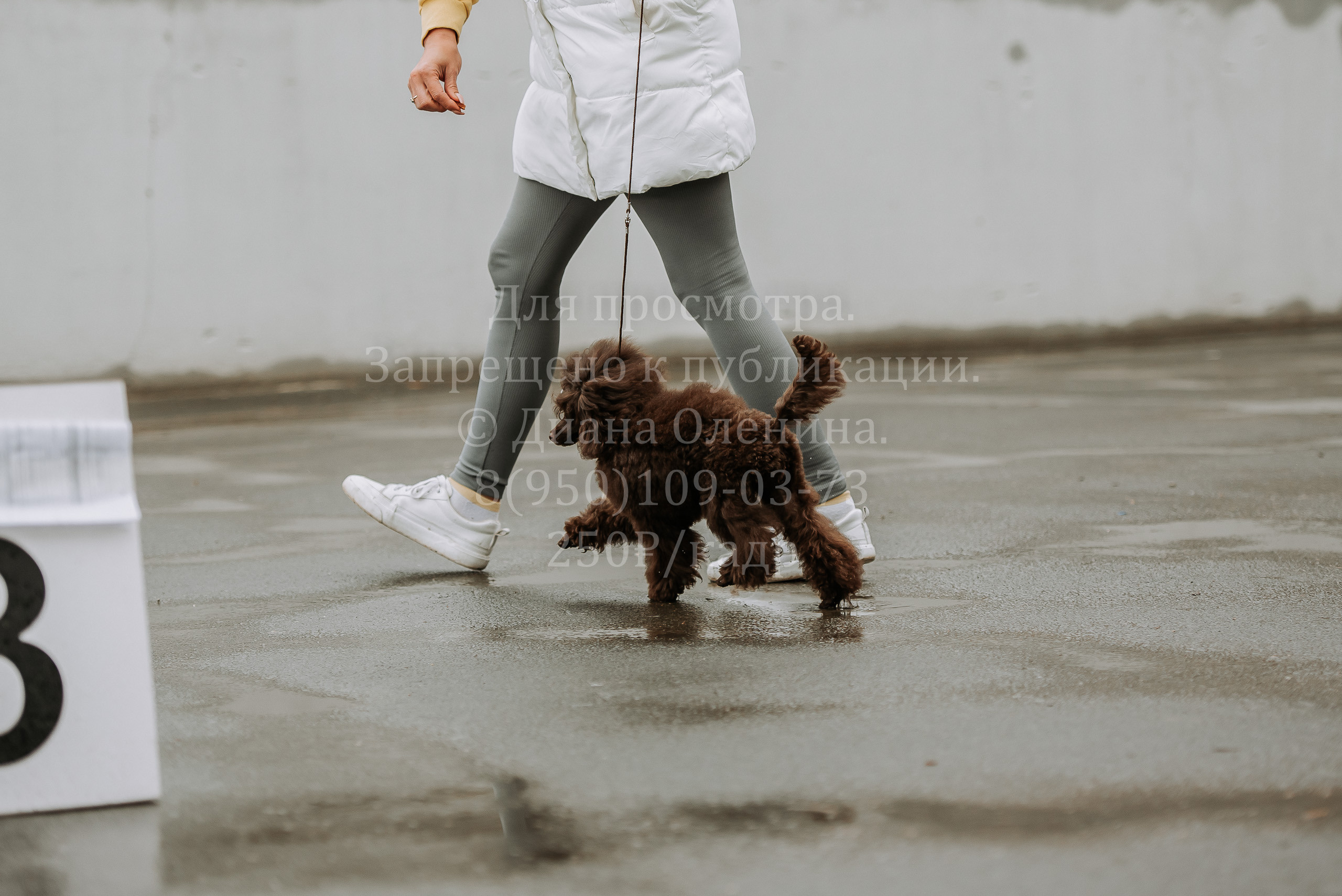 Выставка собак Братск 3 сентября 2022 Фаворит. Фотограф Диана Оленина Красноярск / Братск