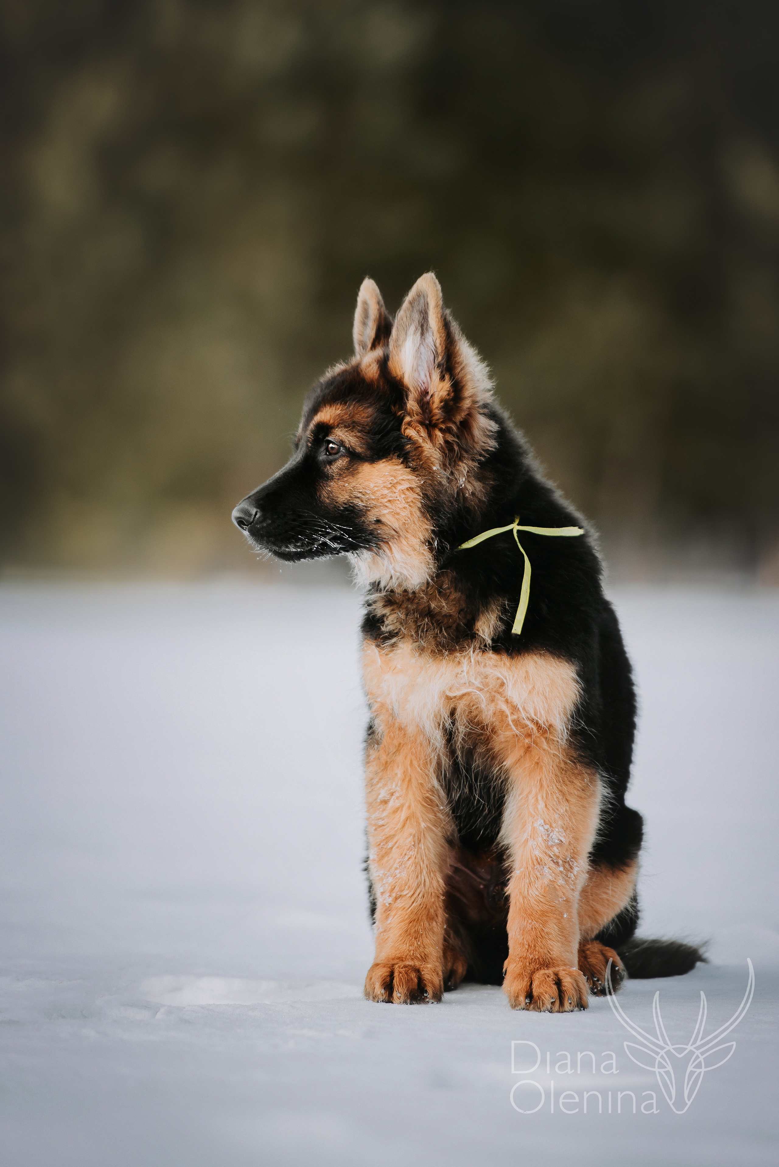 Немецкие овчарки. Фотограф Диана Оленина Красноярск / Братск