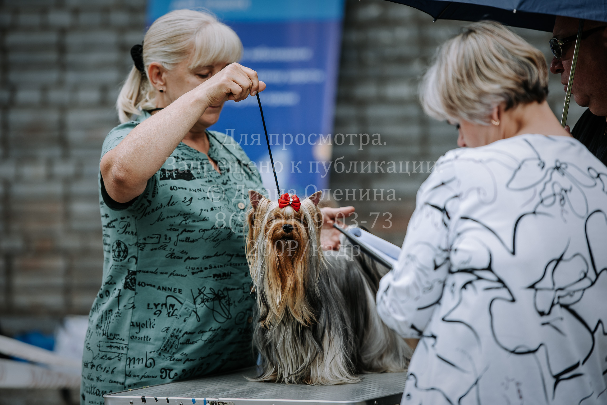 25 июня 2022 г. Братск БГОО КЛС Континенталь. Выставка собак. Фотограф Диана Оленина Красноярск / Братск