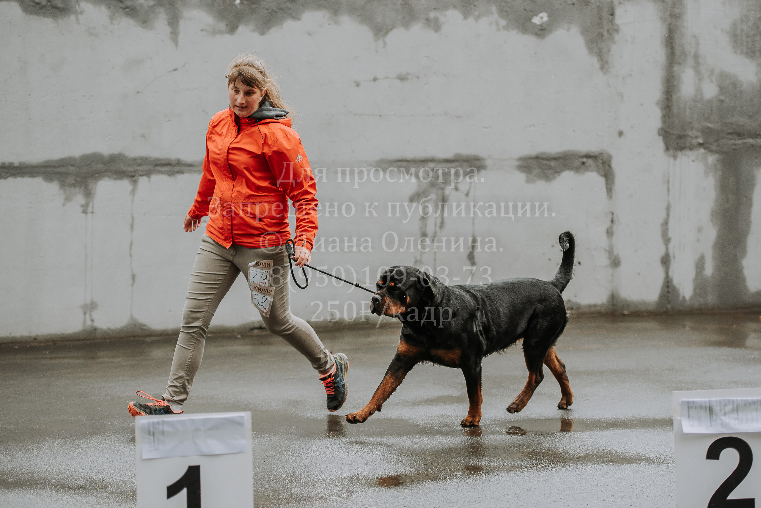 Выставка собак Братск 3 сентября 2022 Фаворит. Фотограф Диана Оленина Красноярск / Братск