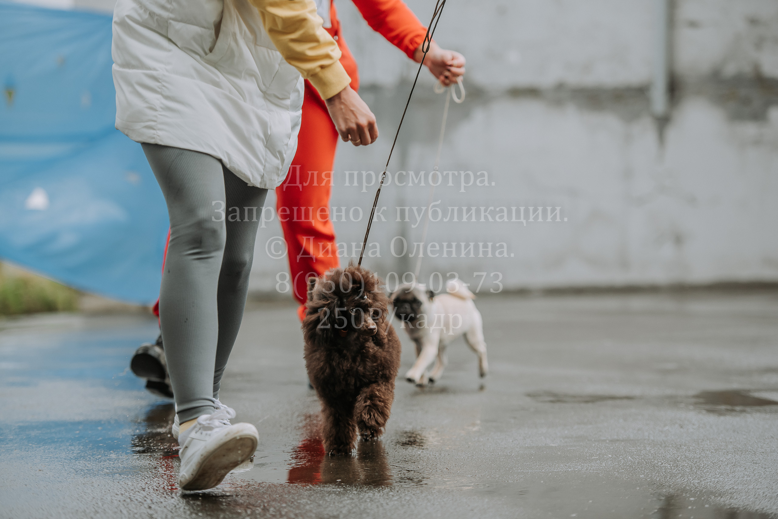 Выставка собак Братск 3 сентября 2022 Фаворит. Фотограф Диана Оленина Красноярск / Братск