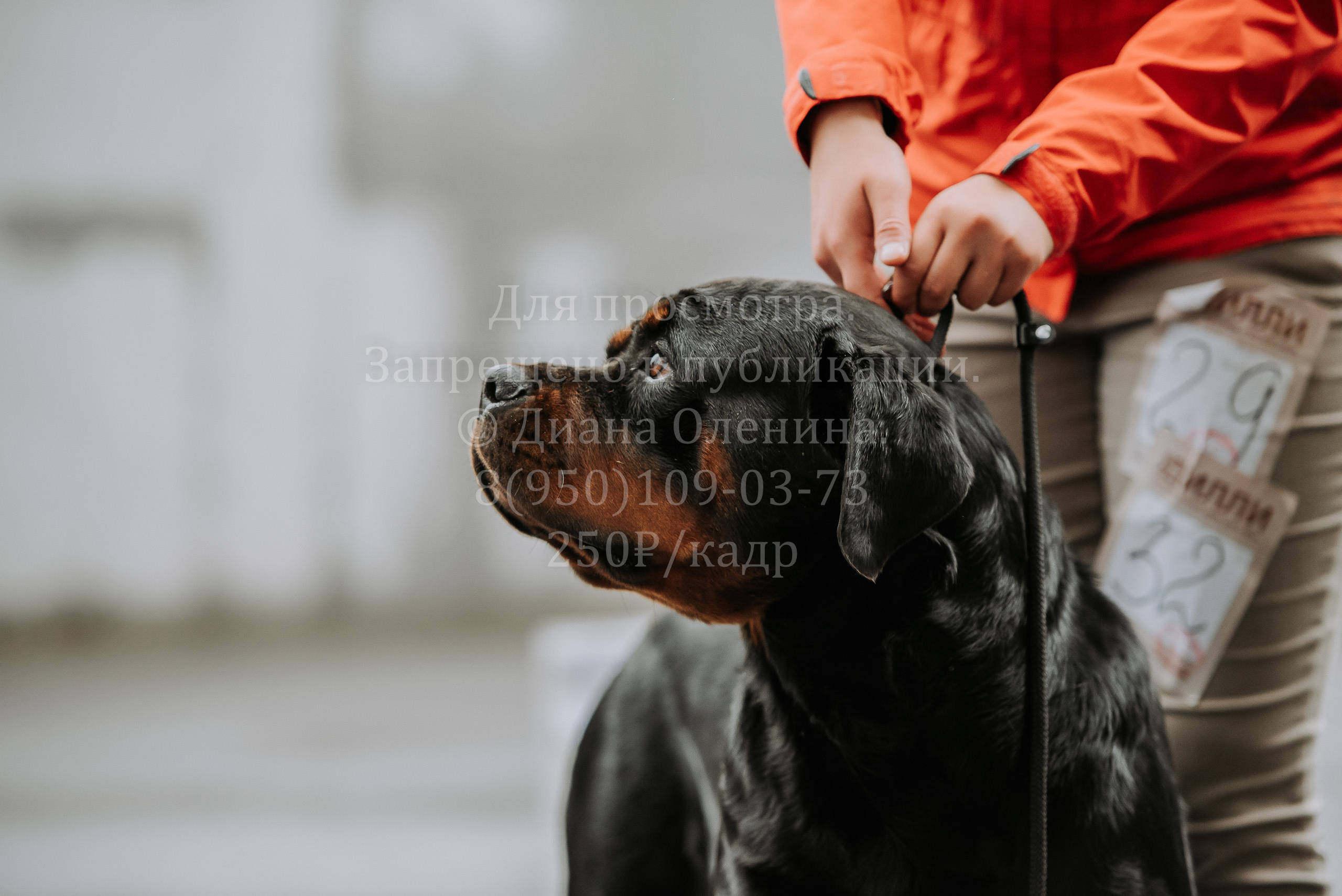 Выставка собак Братск 3 сентября 2022 Фаворит. Фотограф Диана Оленина Красноярск / Братск