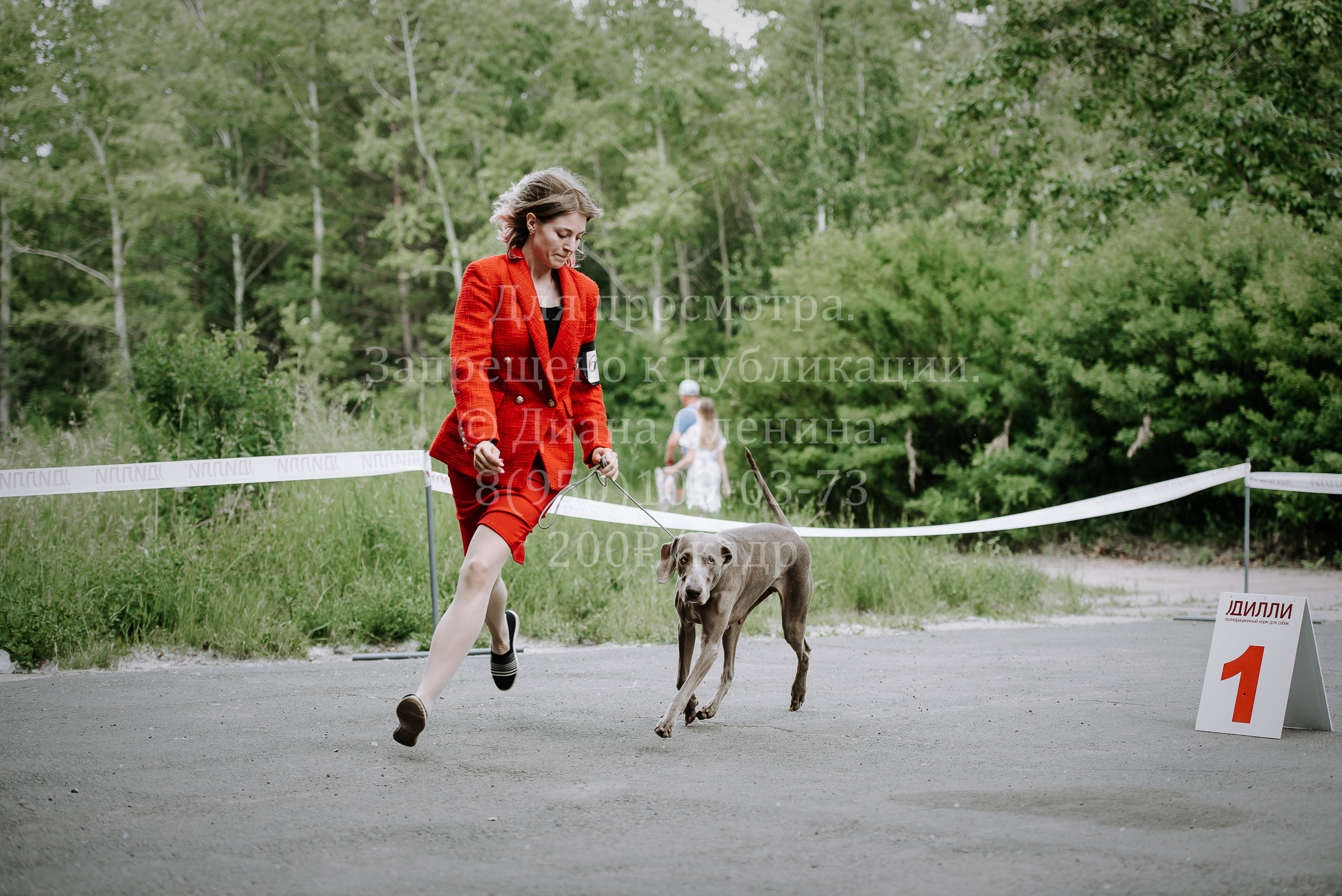 25 июня 2022 г. Братск БГОО КЛС Континенталь. Выставка собак. Фотограф Диана Оленина Красноярск / Братск