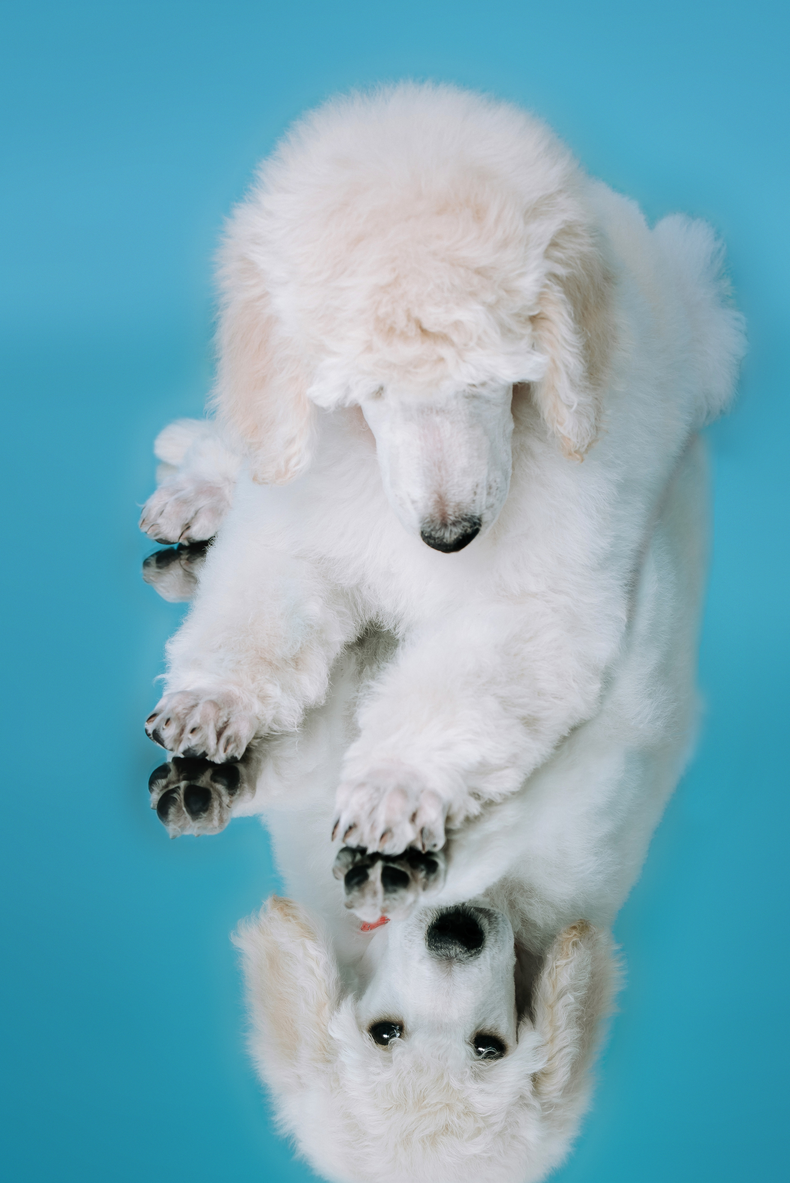Большой королевский пудель. Фотограф Диана Оленина Красноярск / Братск