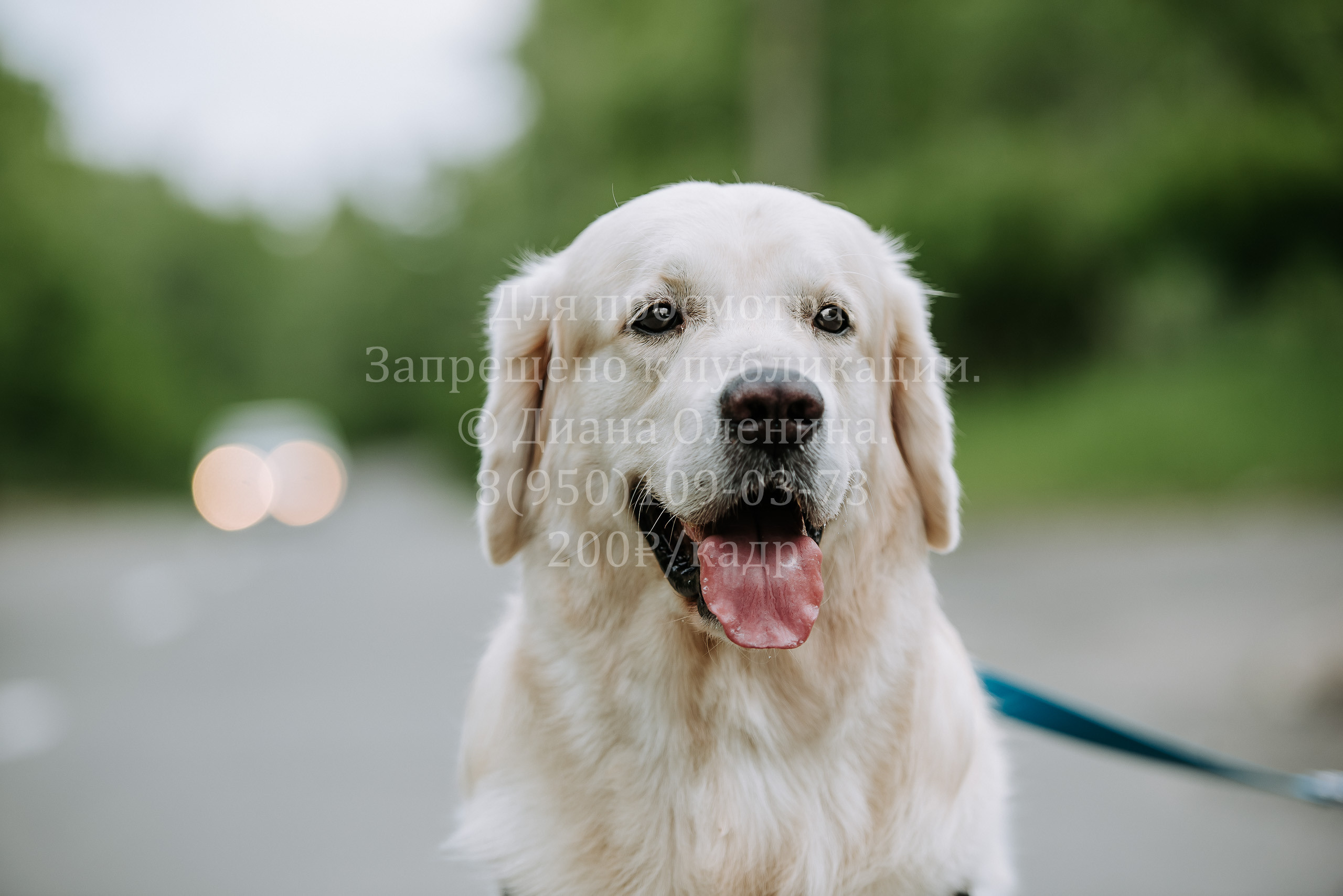 25 июня 2022 г. Братск БГОО КЛС Континенталь. Выставка собак. Фотограф Диана Оленина Красноярск / Братск