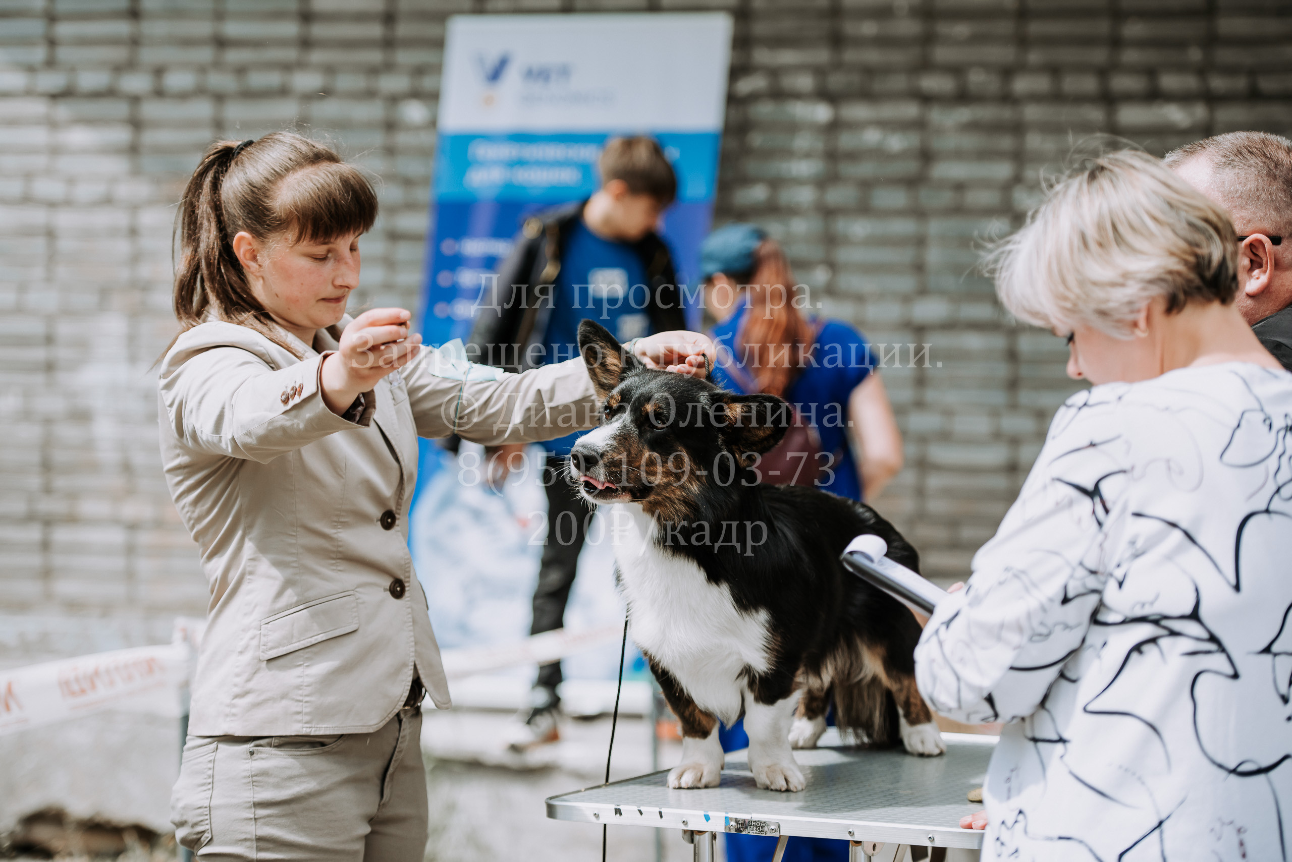 25 июня 2022 г. Братск БГОО КЛС Континенталь. Выставка собак. Фотограф Диана Оленина Красноярск / Братск